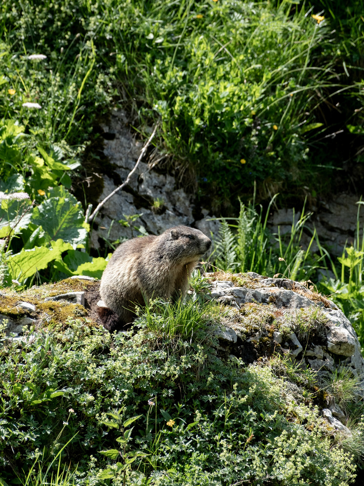 alpstein | 21.06.2025
