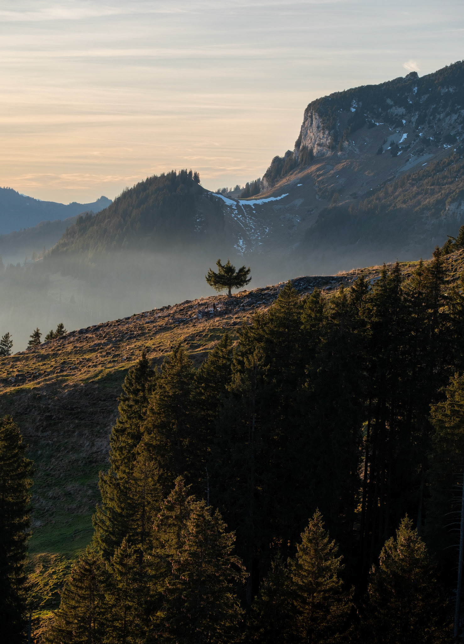 feed | eastern switzerland | 01.2023