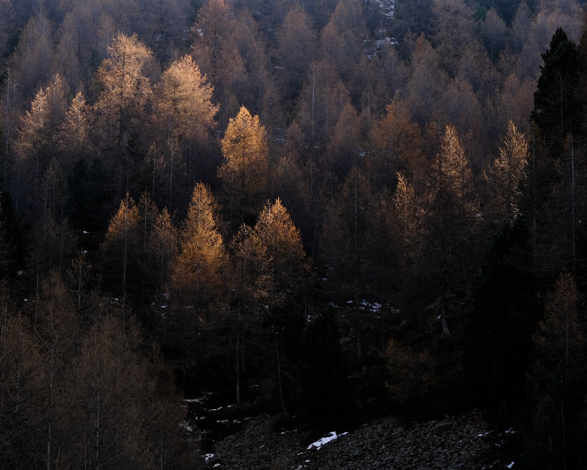 feed | graubünden | 11.2020