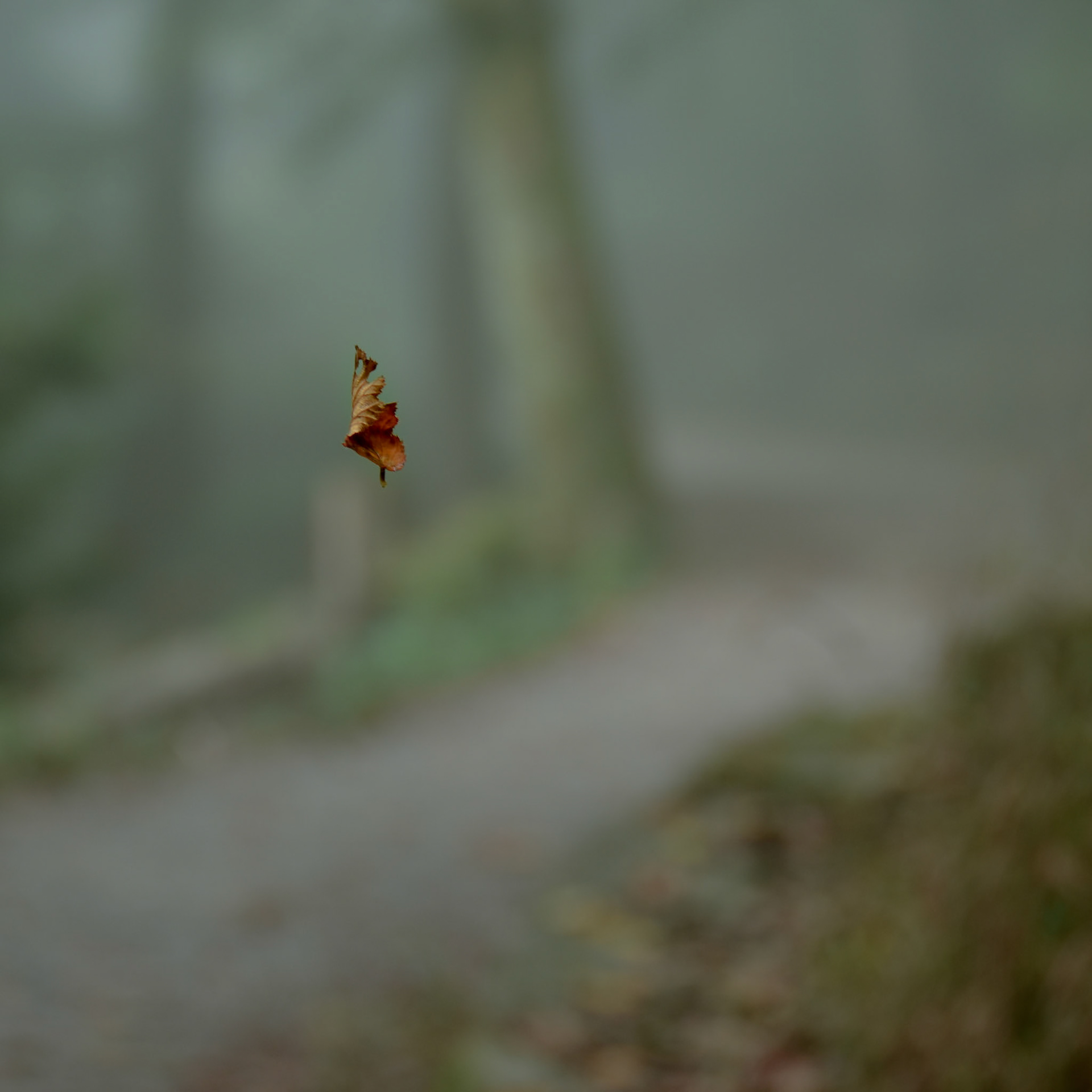 feed | snaps | 10.2011