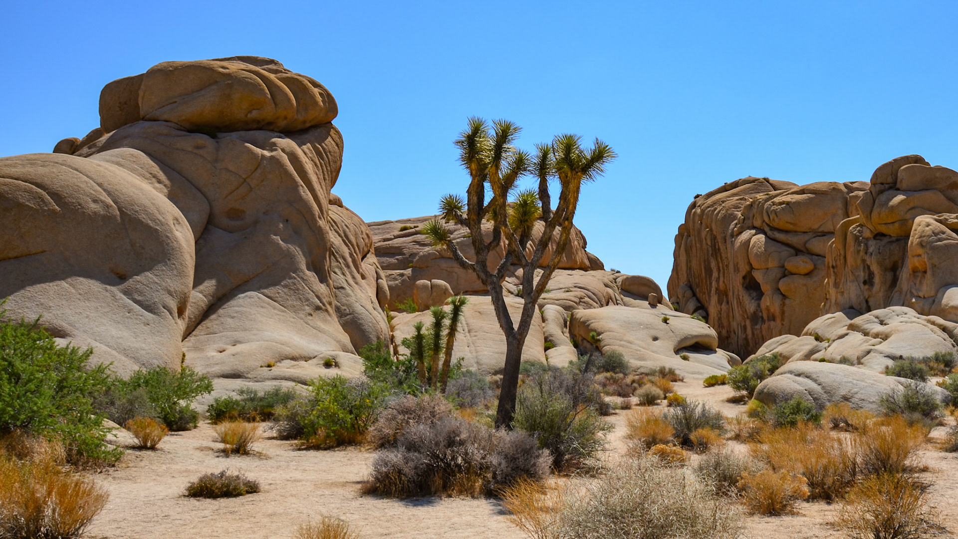 joshua tree np | 18.09.2011