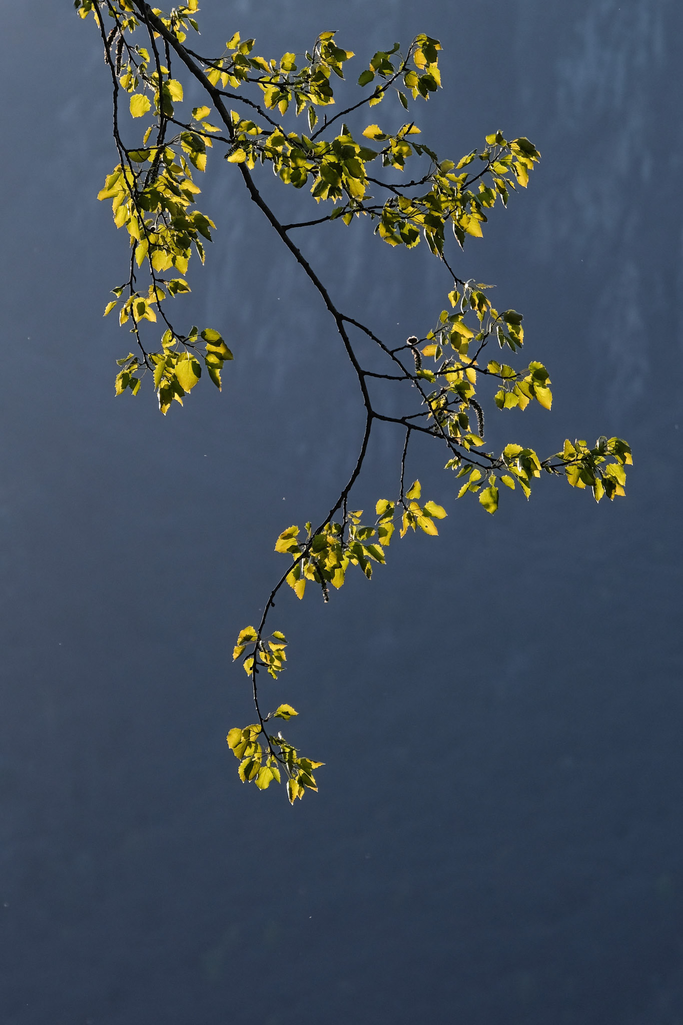ticino | 16.04.2021
