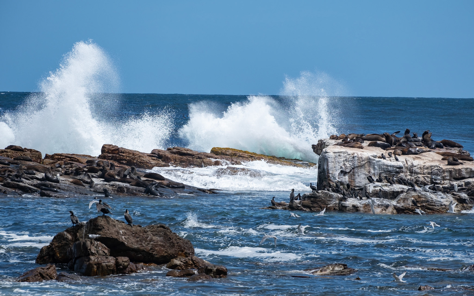 cape of good hope