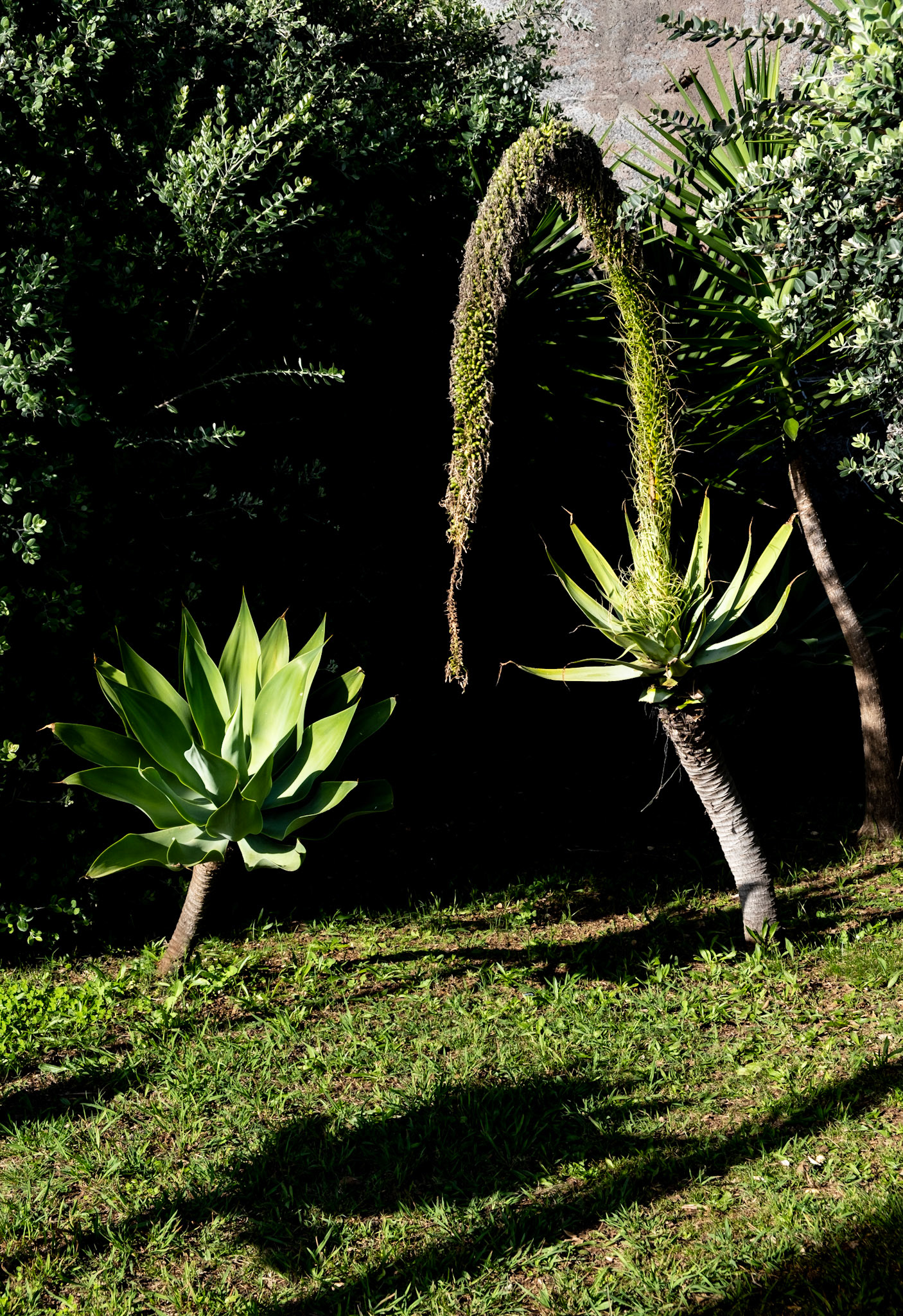 jardim do mar