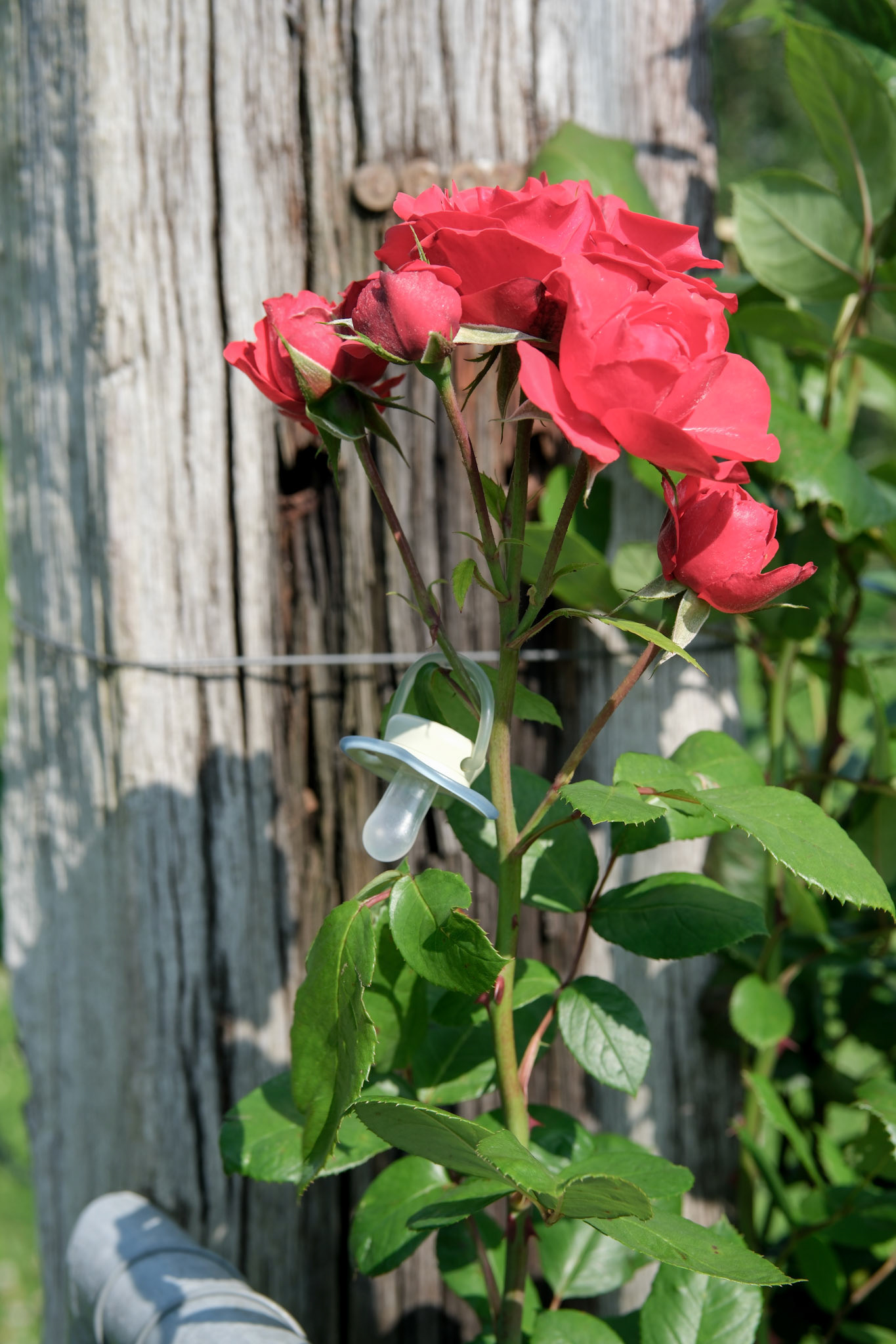 lake zurich | 16.06.2025