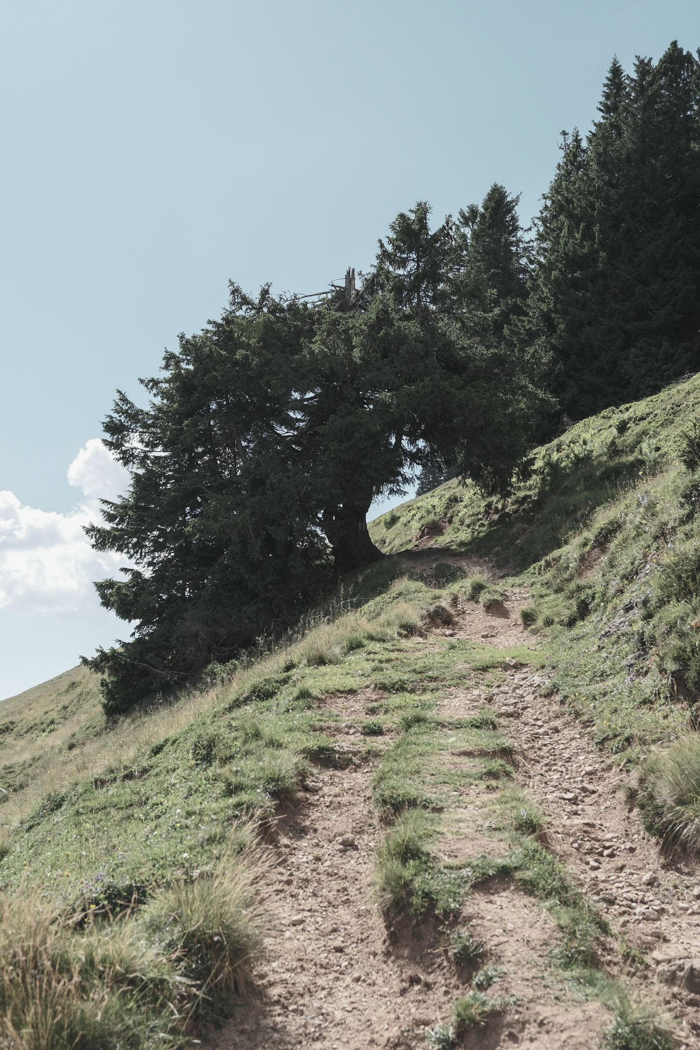 alpstein | 28.06.2025