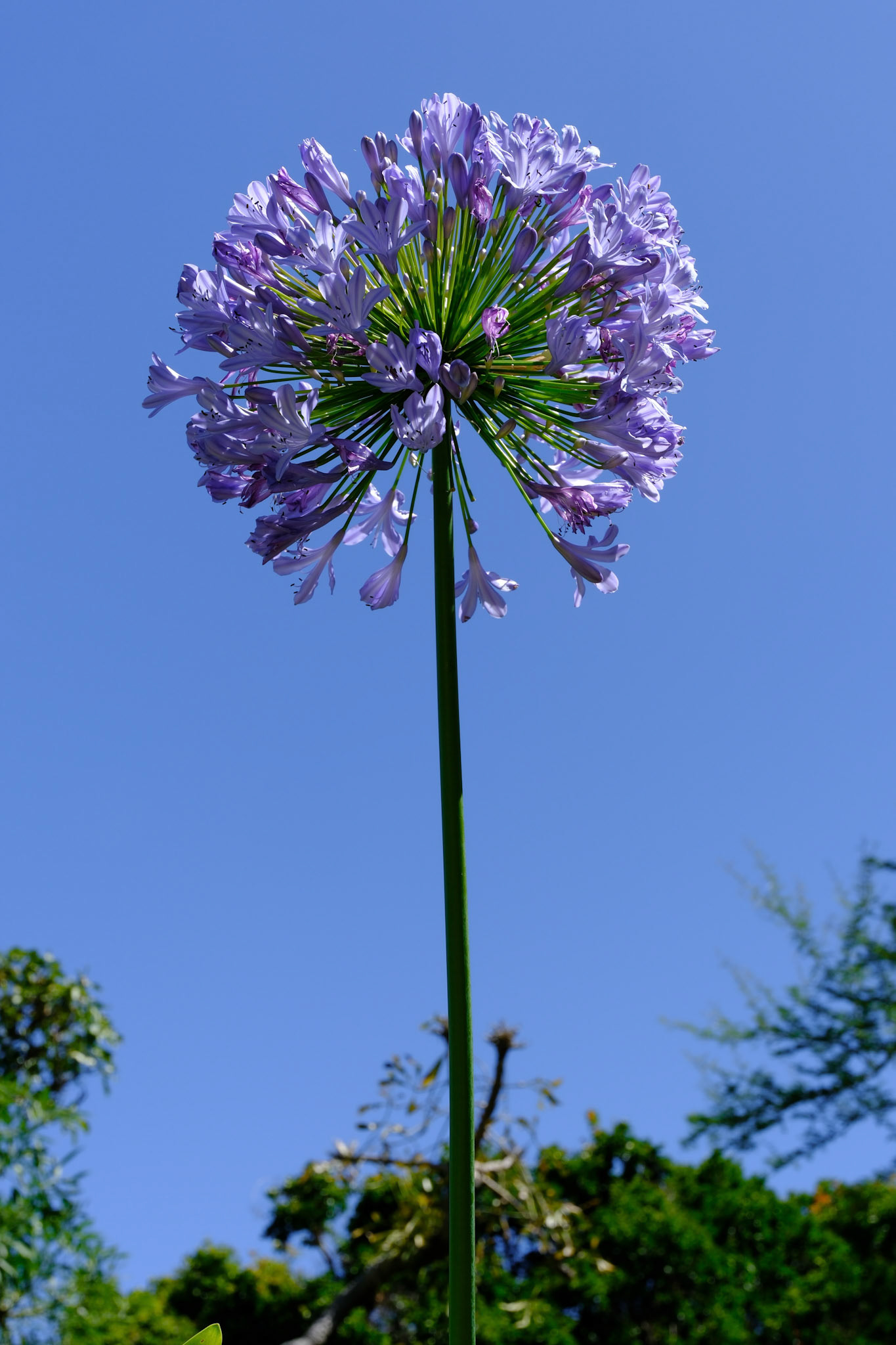 botanical garden | kirstenbosch