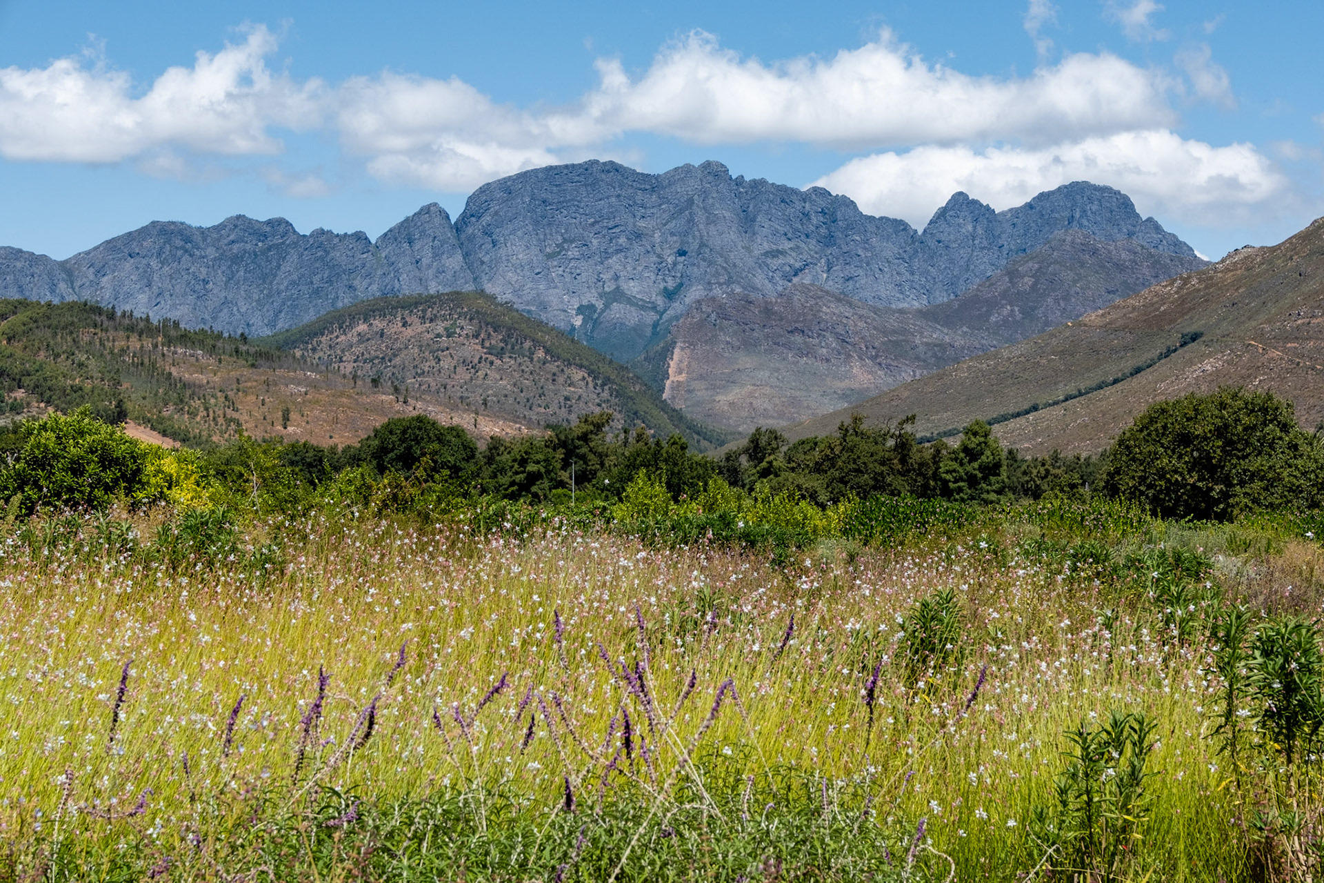 stellenbosch