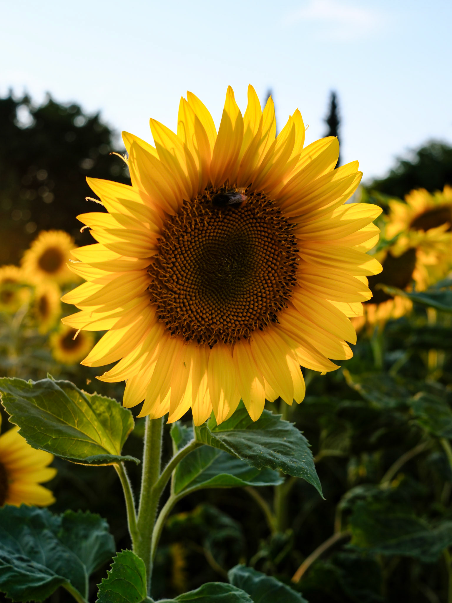 lake zurich | 28.06.2025