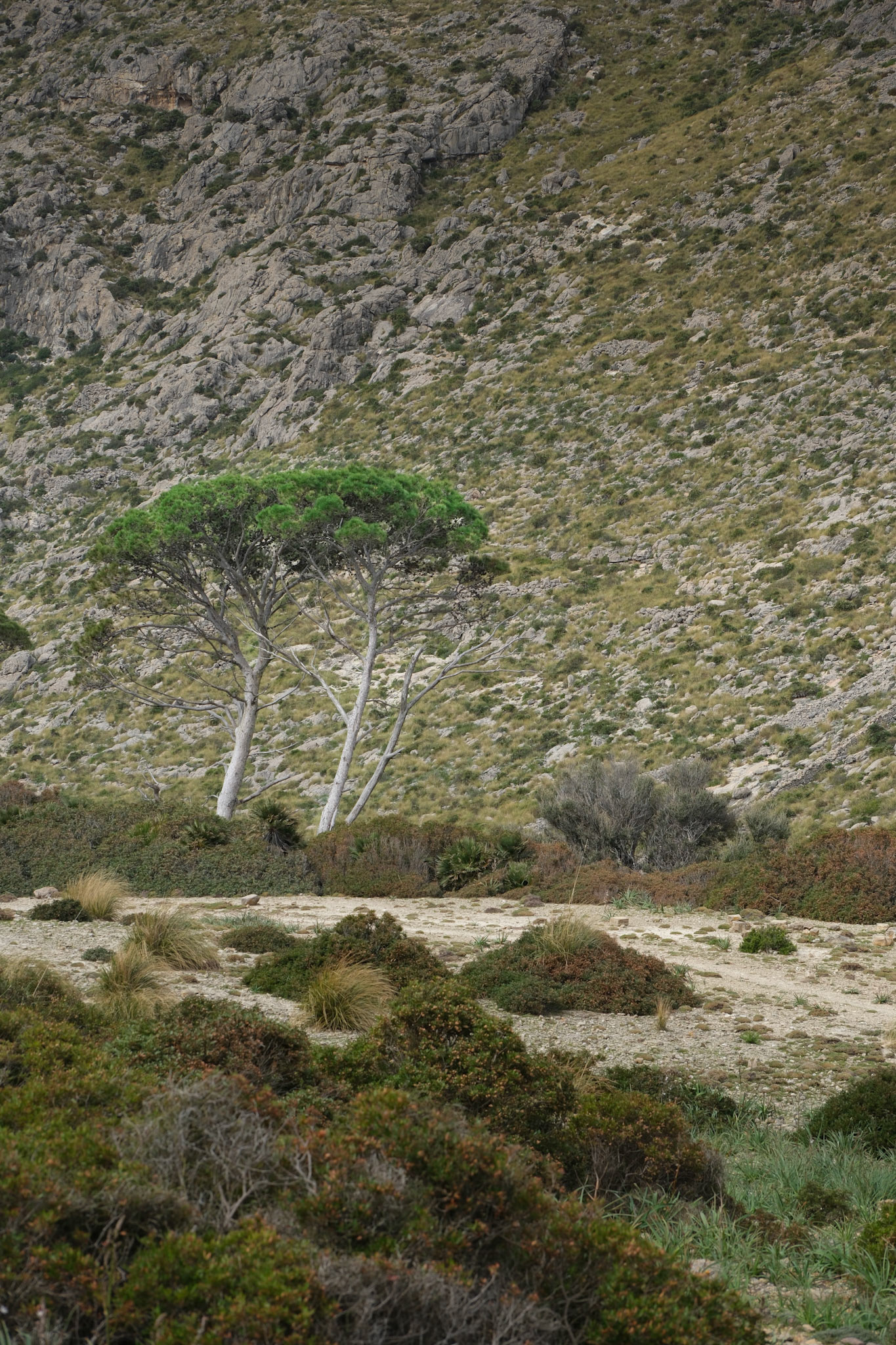 mirador de cala bóquer