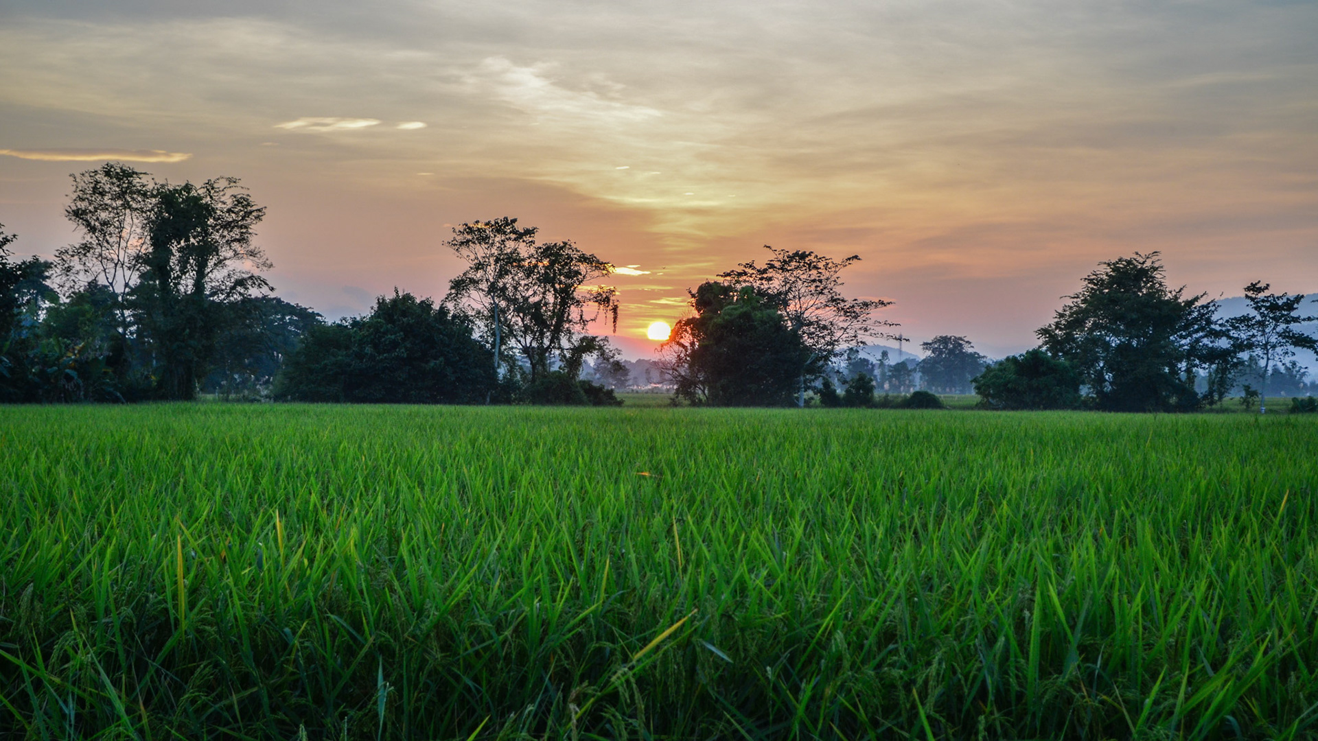 chiang rai | 02.11.2012