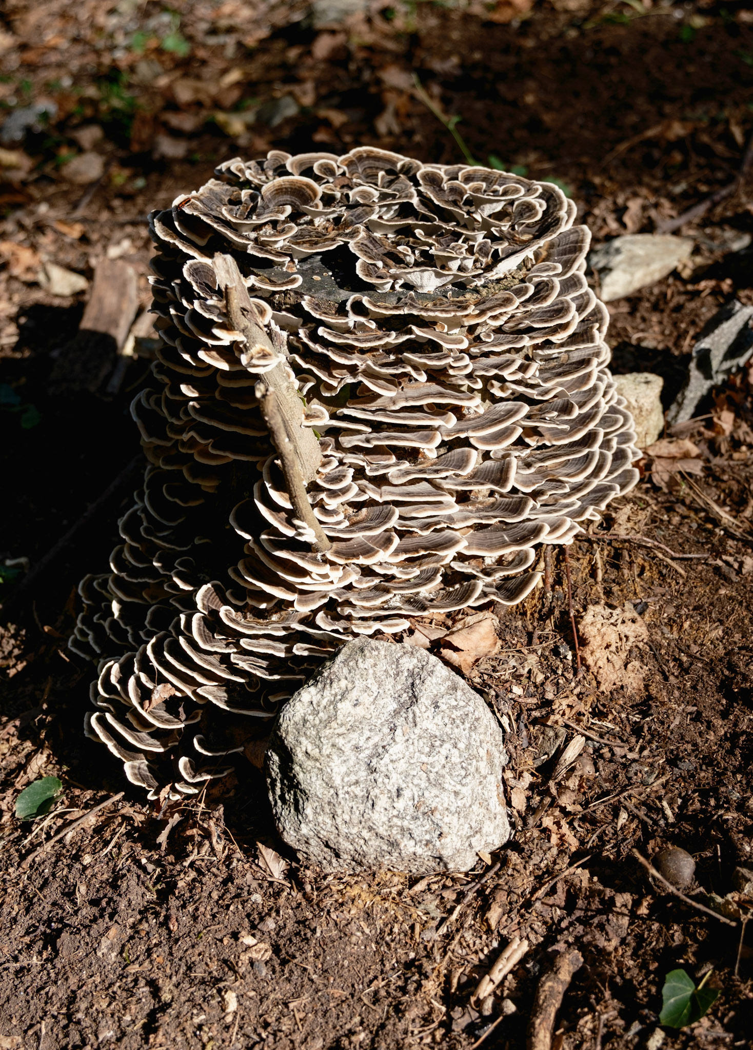 monte verita