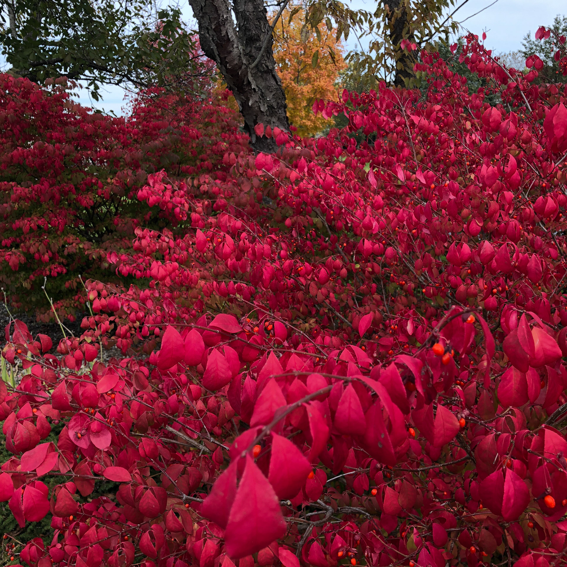 Fall Colors in Dexter, Michigan