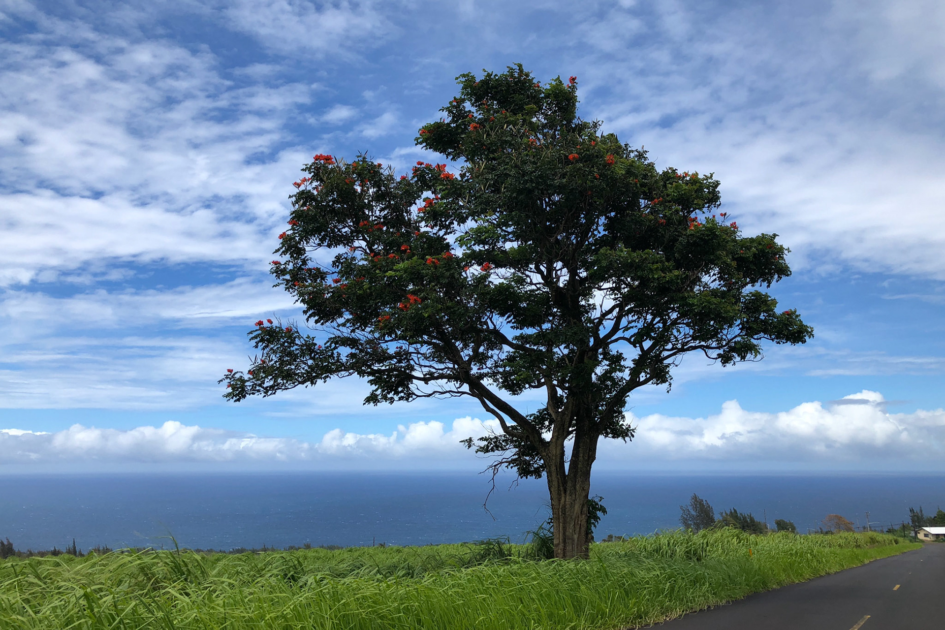 Road from Hawaiian Vanilla Company
