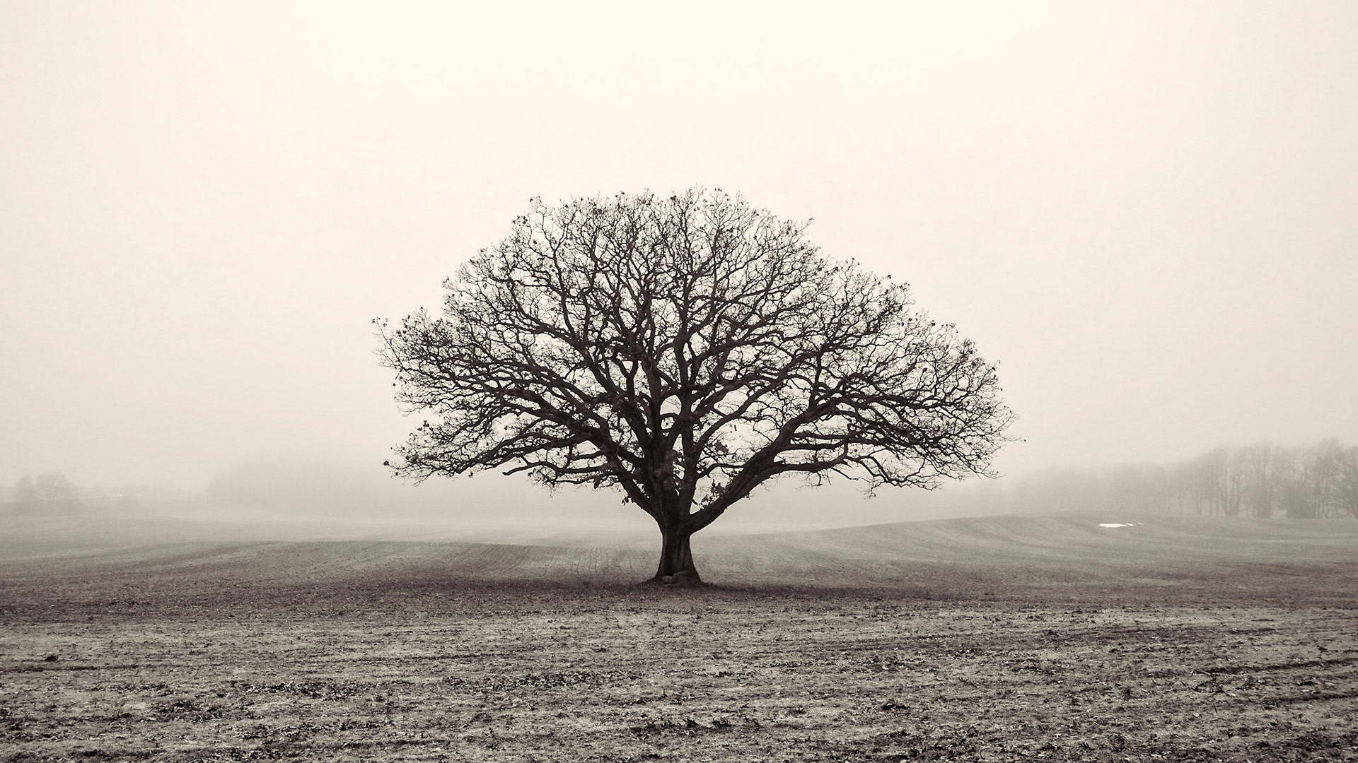 23rd Street Tree near Marshall, Michigan