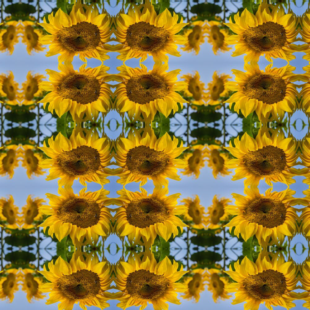 Sunflower Pattern