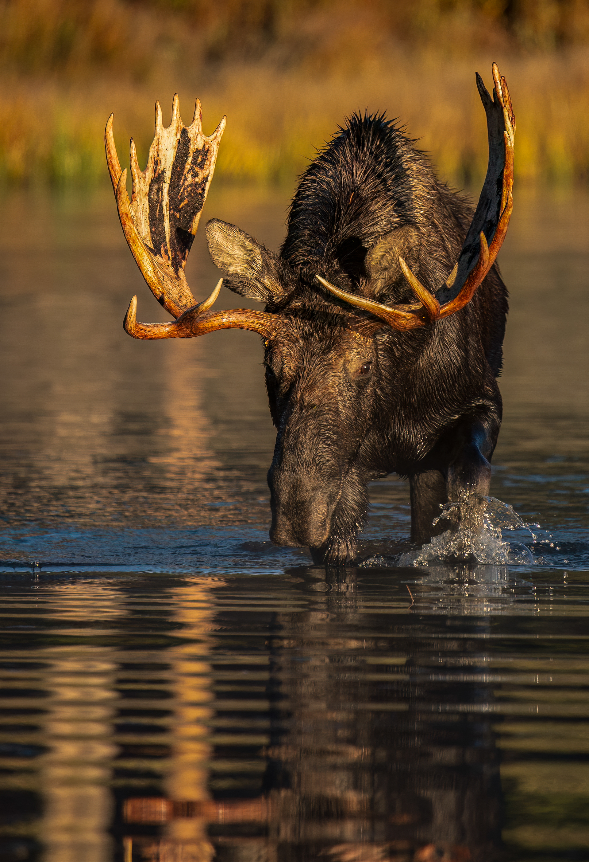 Morning Stroll Across Sprague Lake