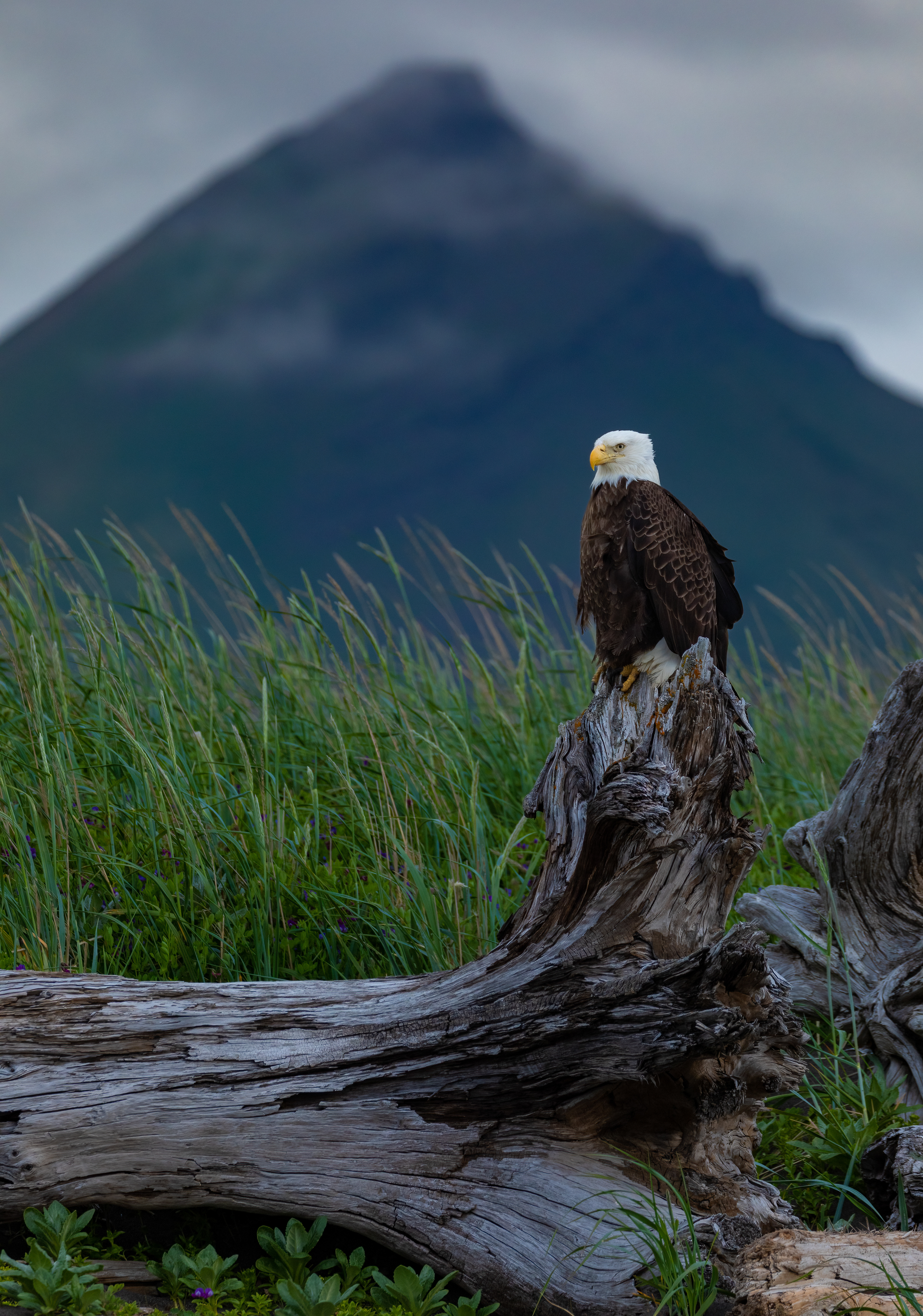 Bald Eagle on Stump