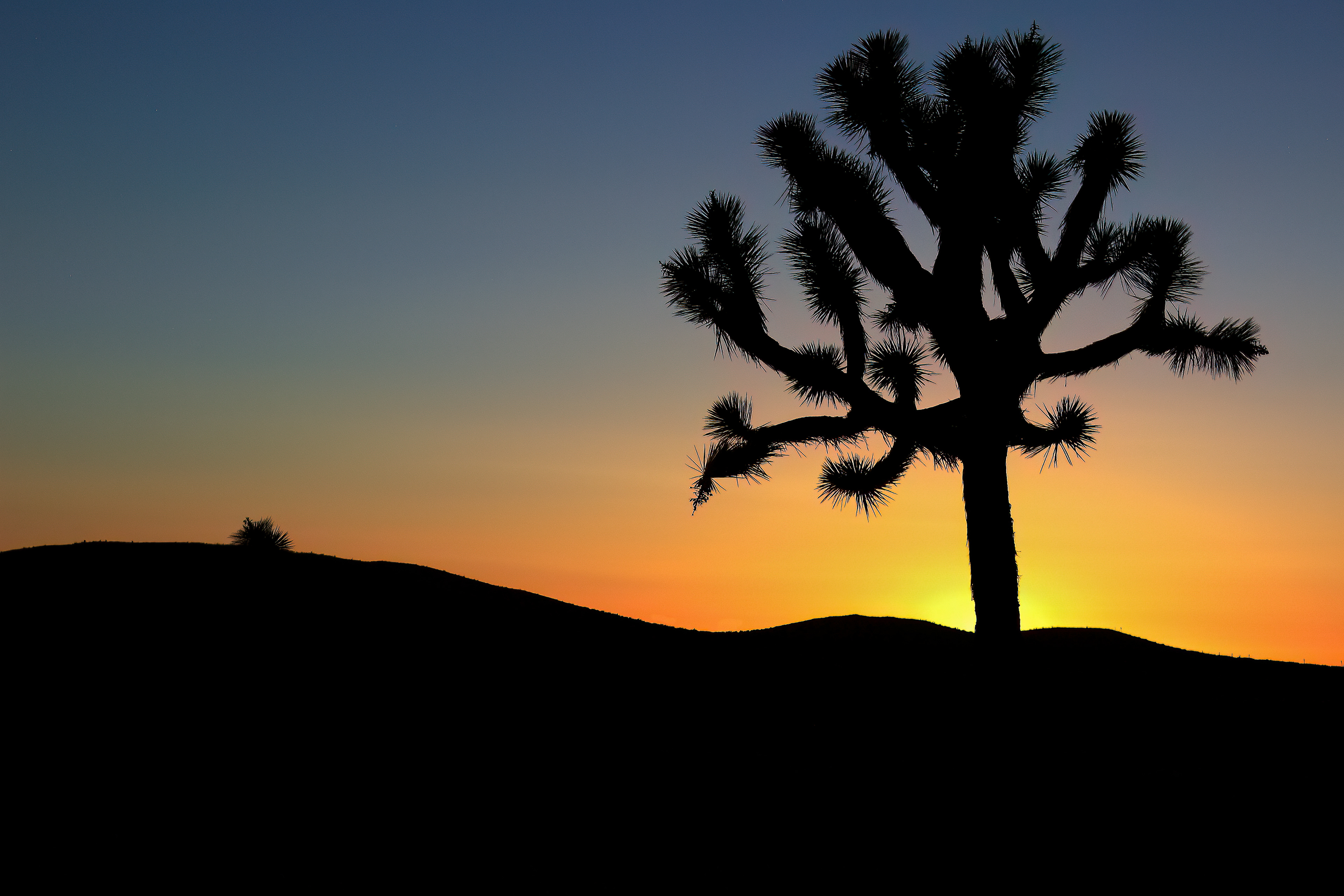 Joshua Sunset