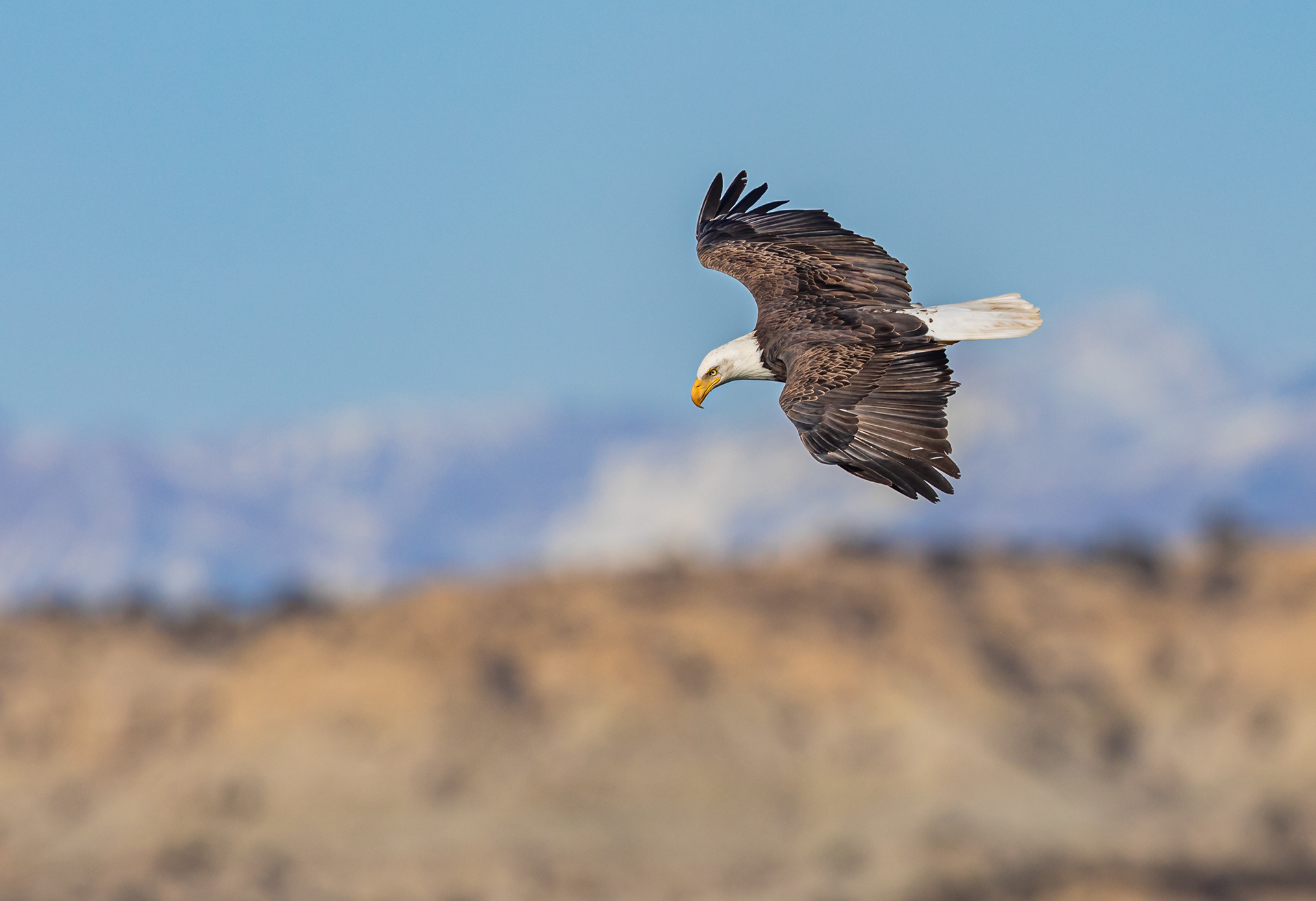 Soaring Over Lake Farmington
