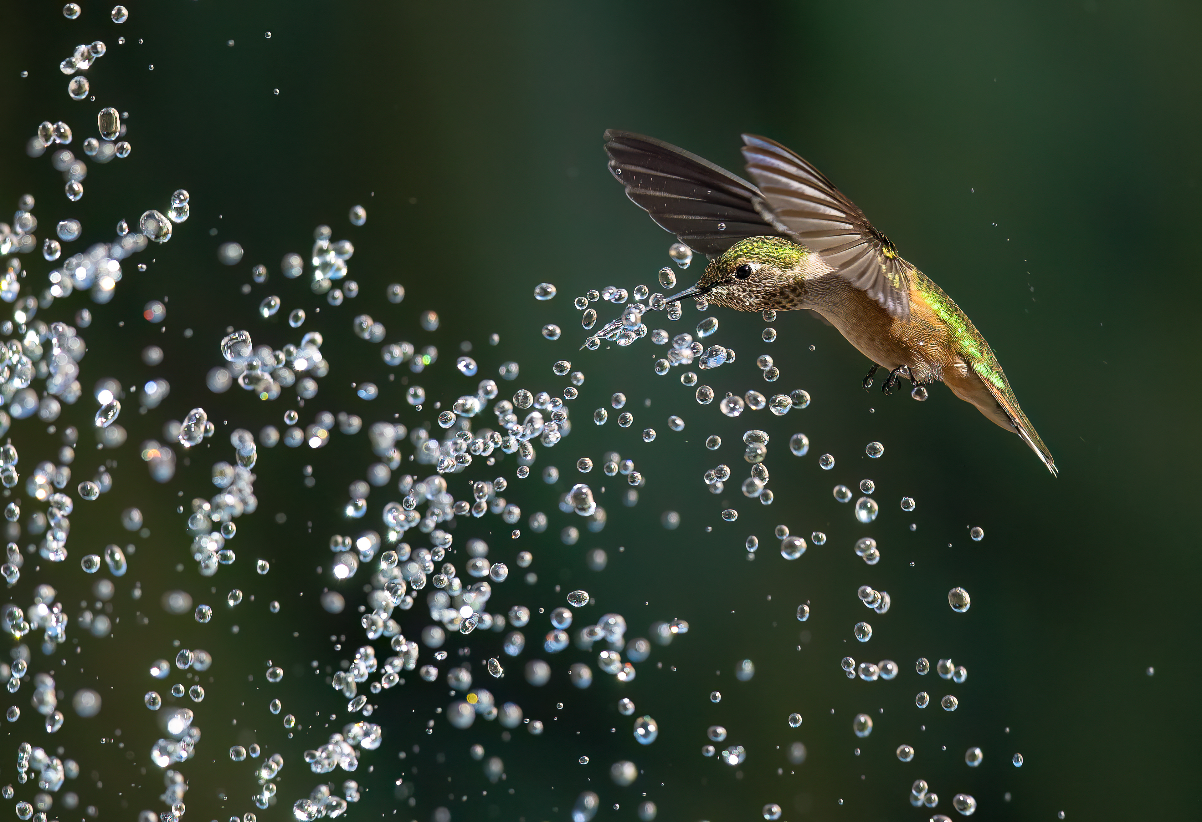 Rufous and Raindrops