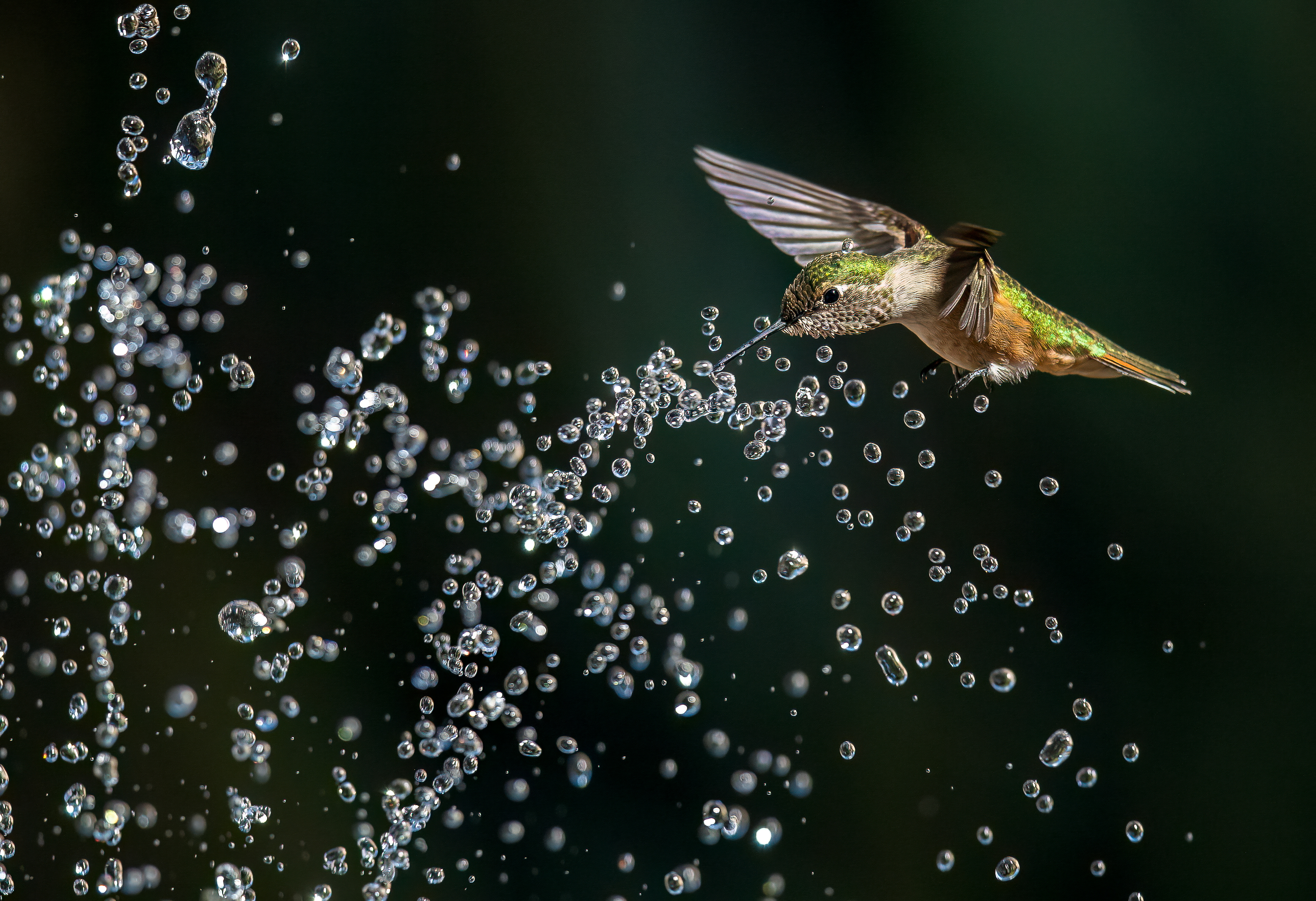 Rufous and Raindrops II