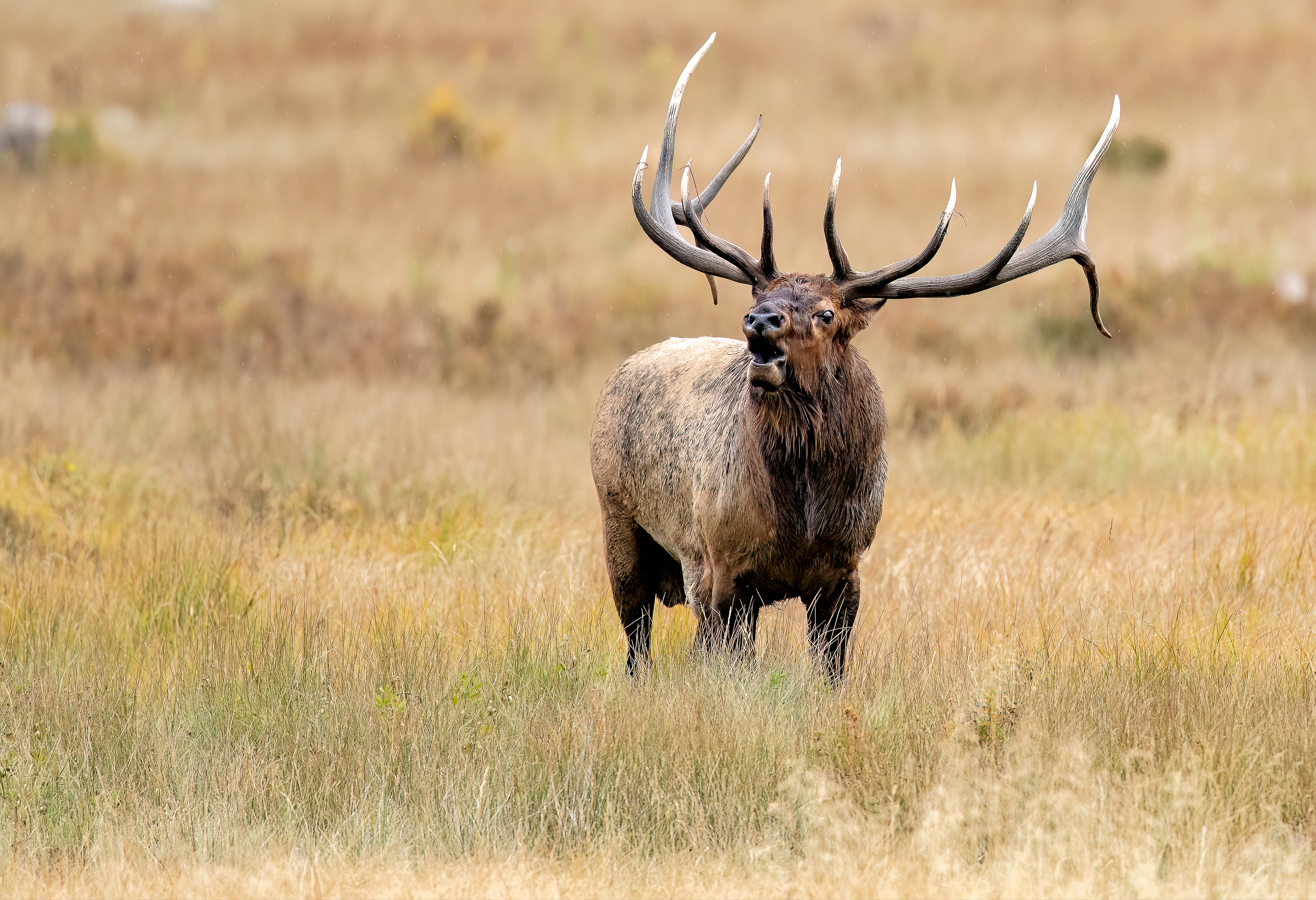 Morning Announcement