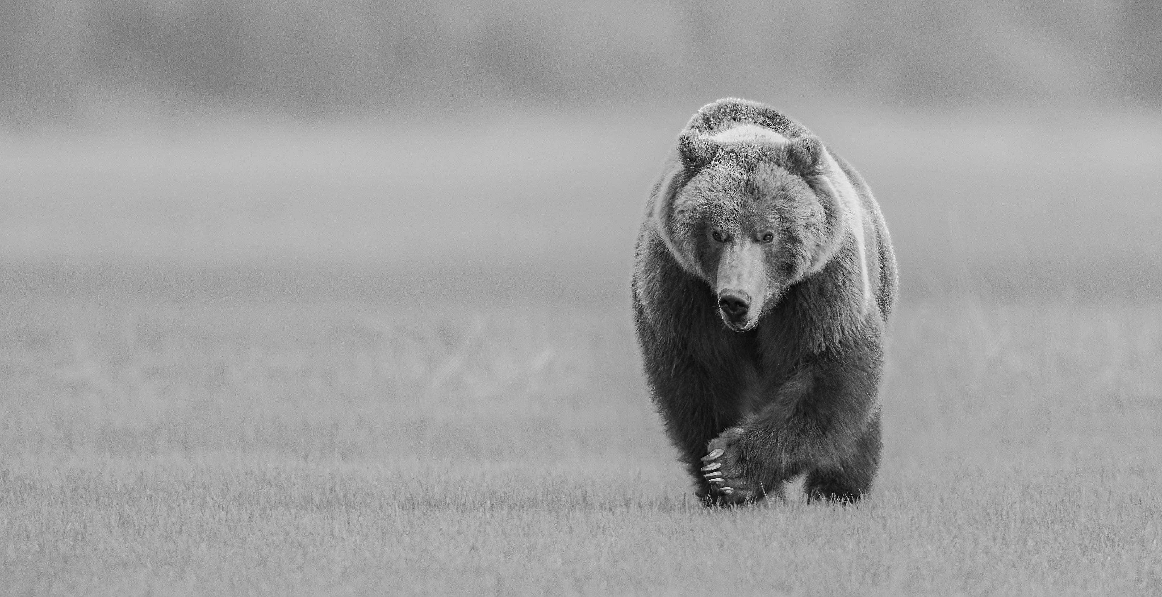 Black and White Brown Bear
