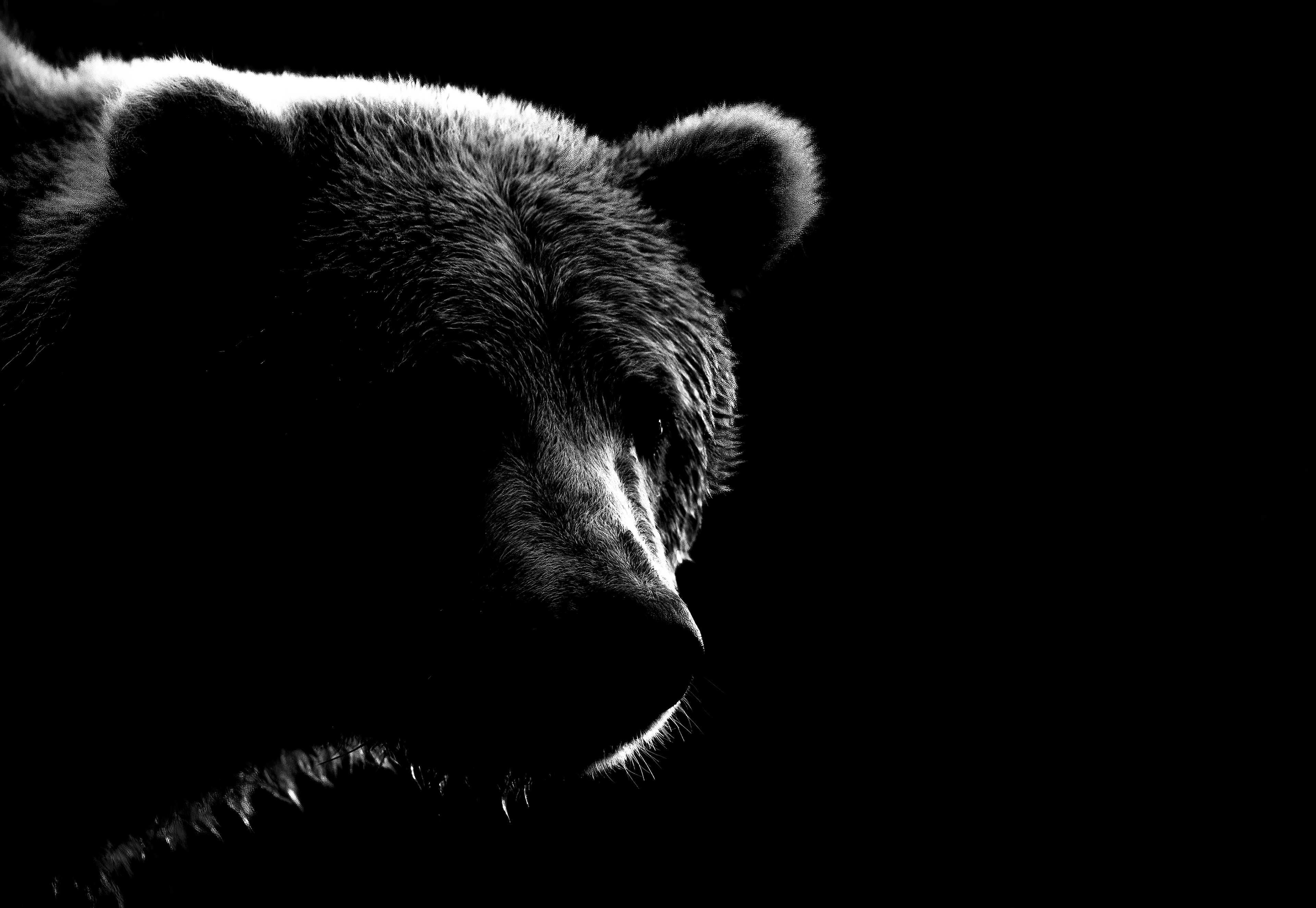 Bear Silhouette