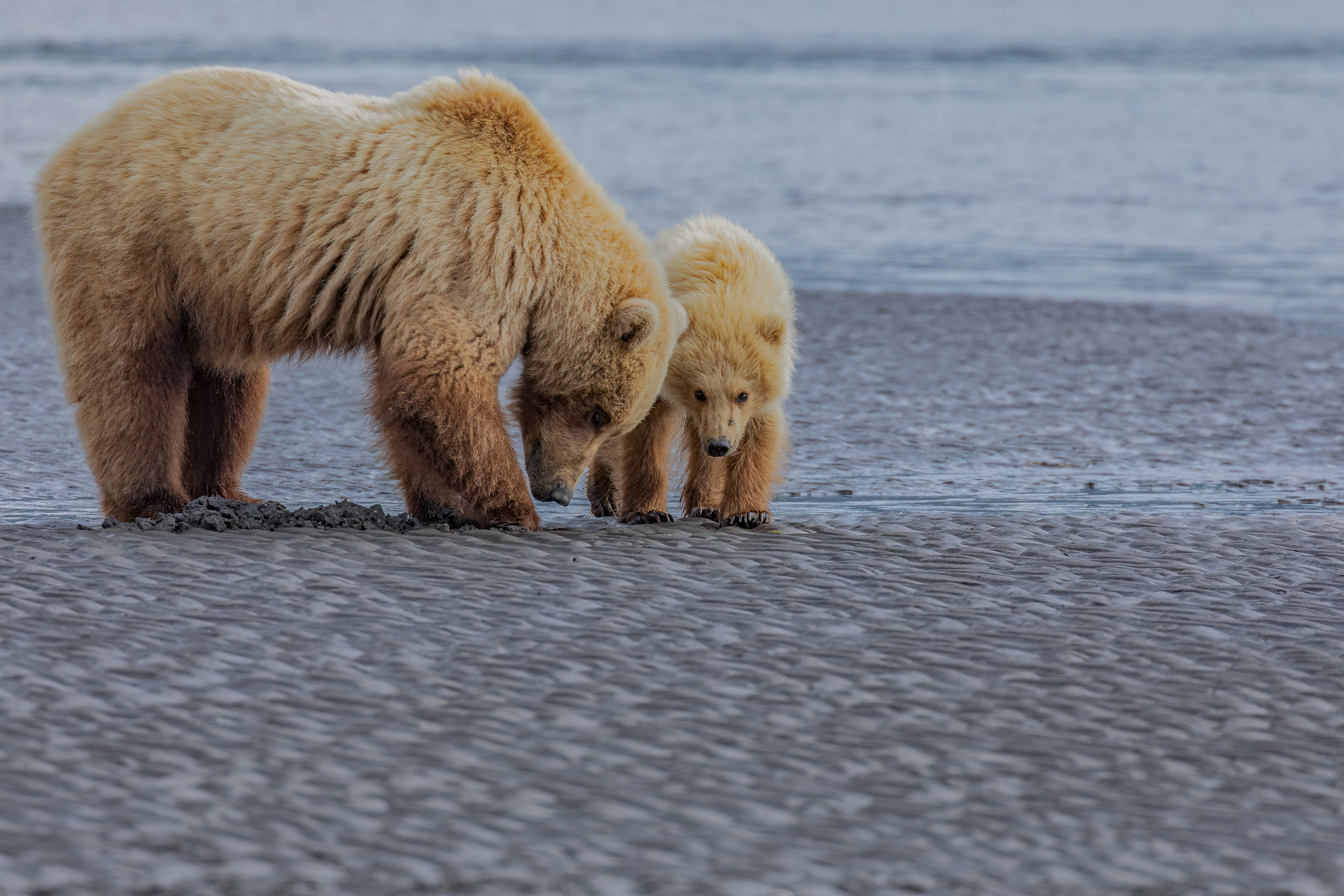 Beach Combing