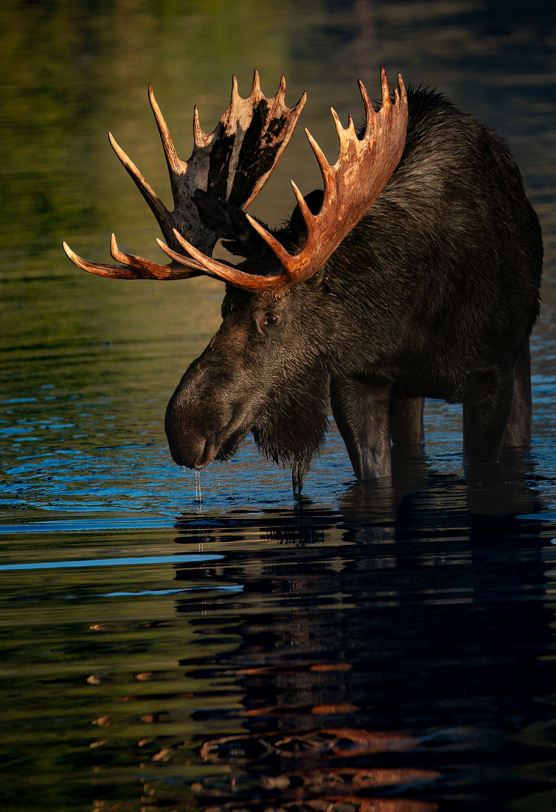 Moose in Sprague Lake