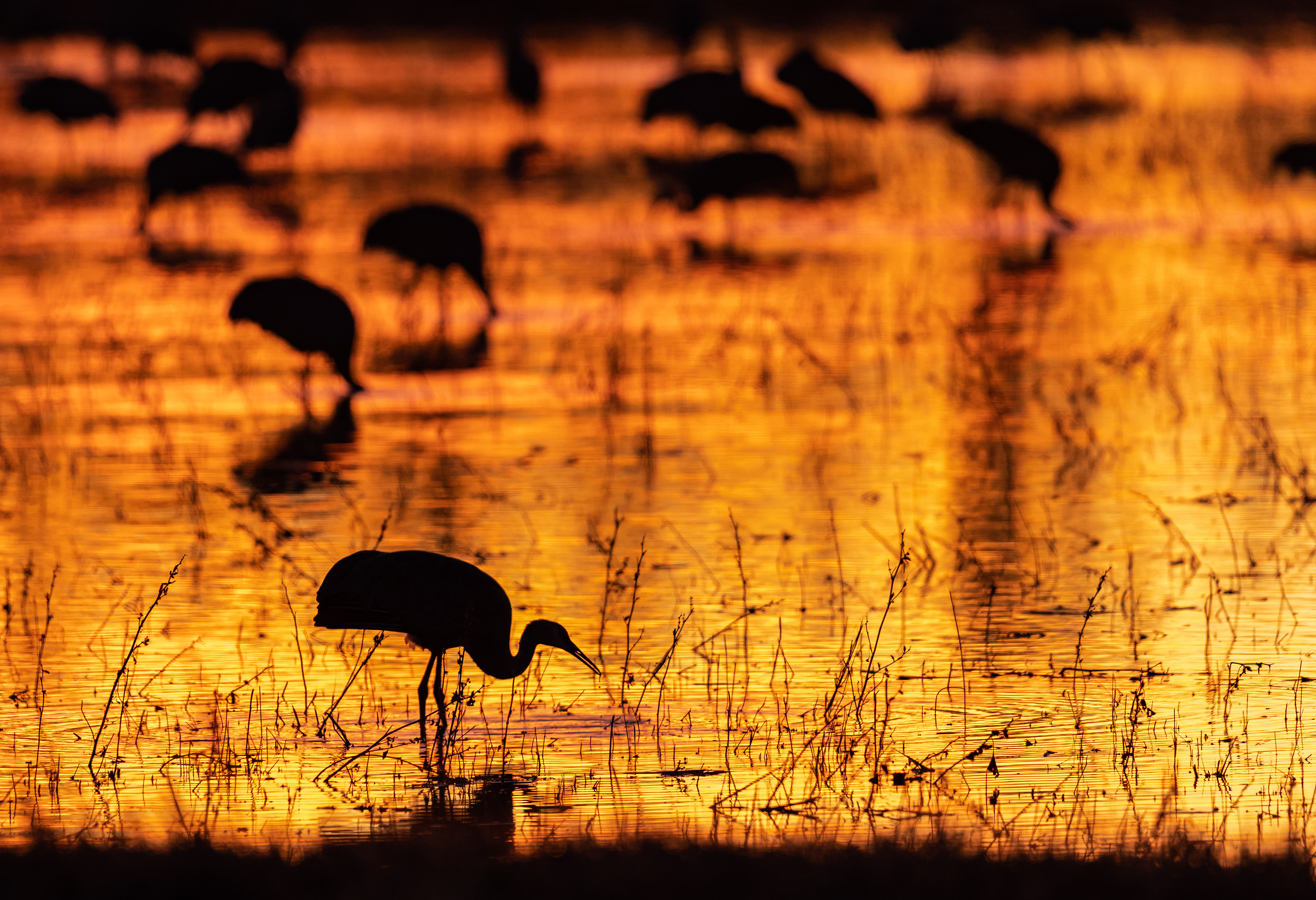 Sandhill Sunset