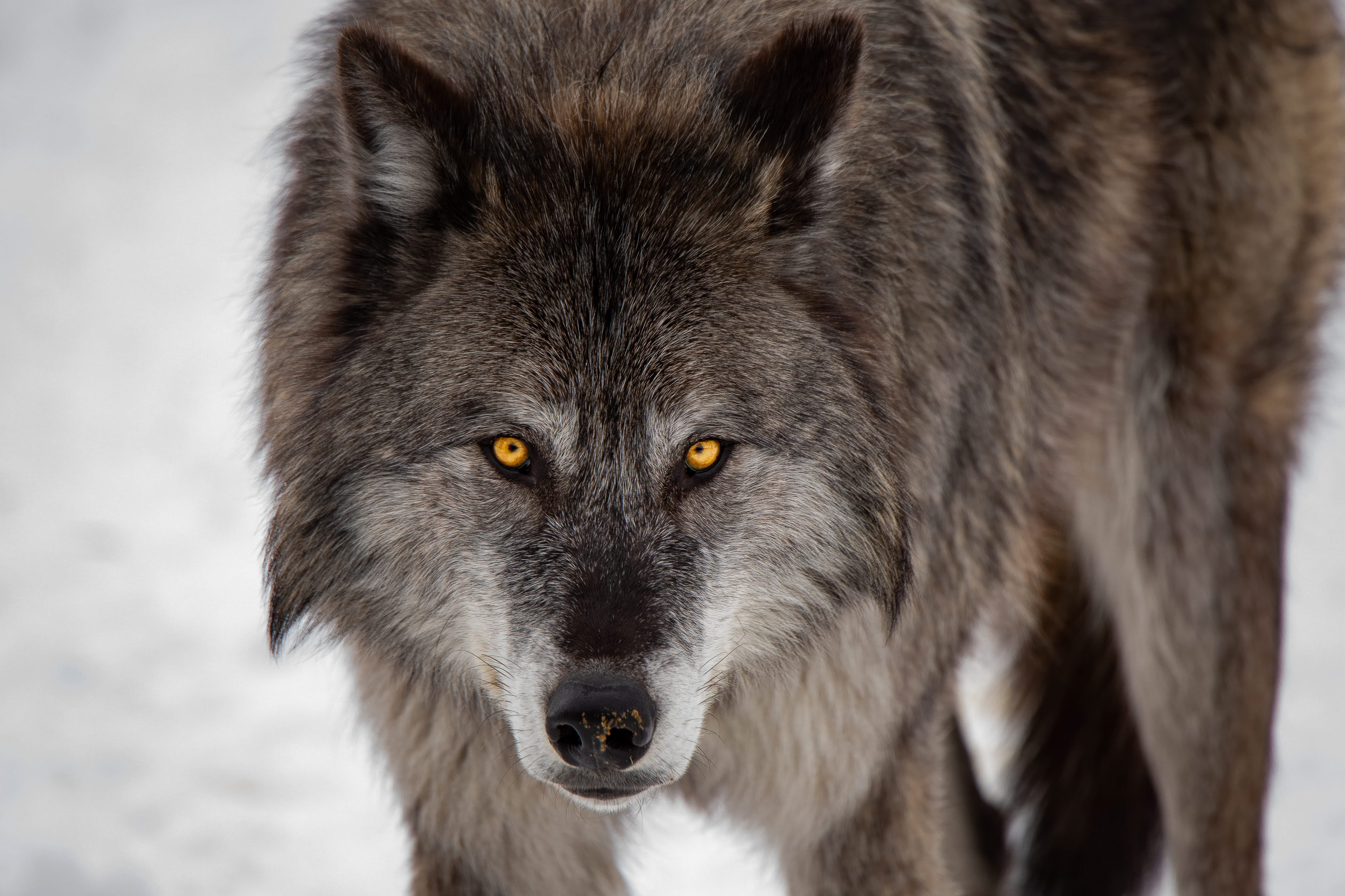 Wolf Eyes