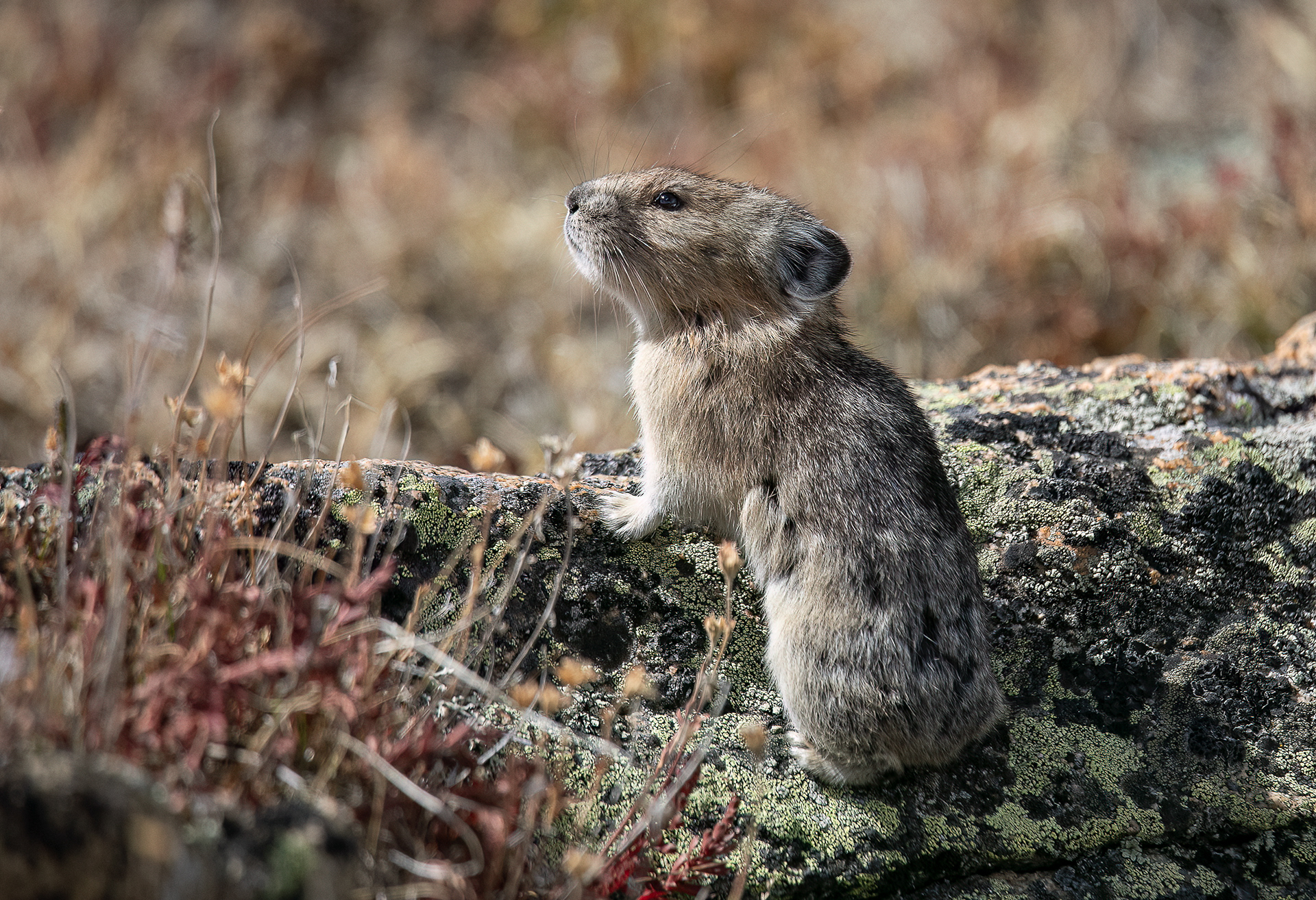 Pika Checking Its Surroundings