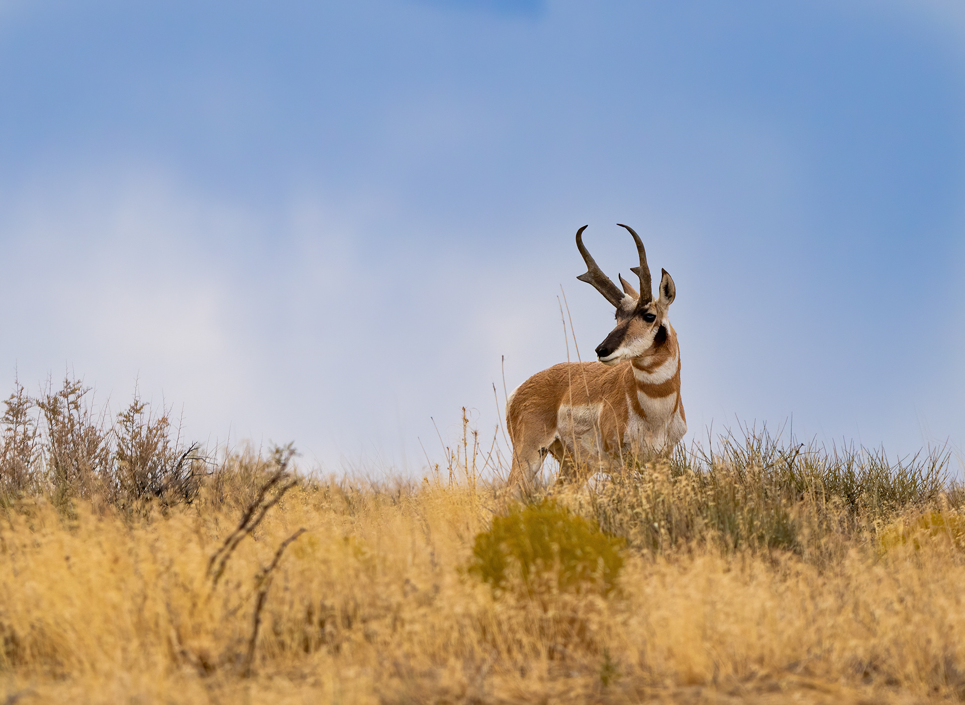 Horizon Buck