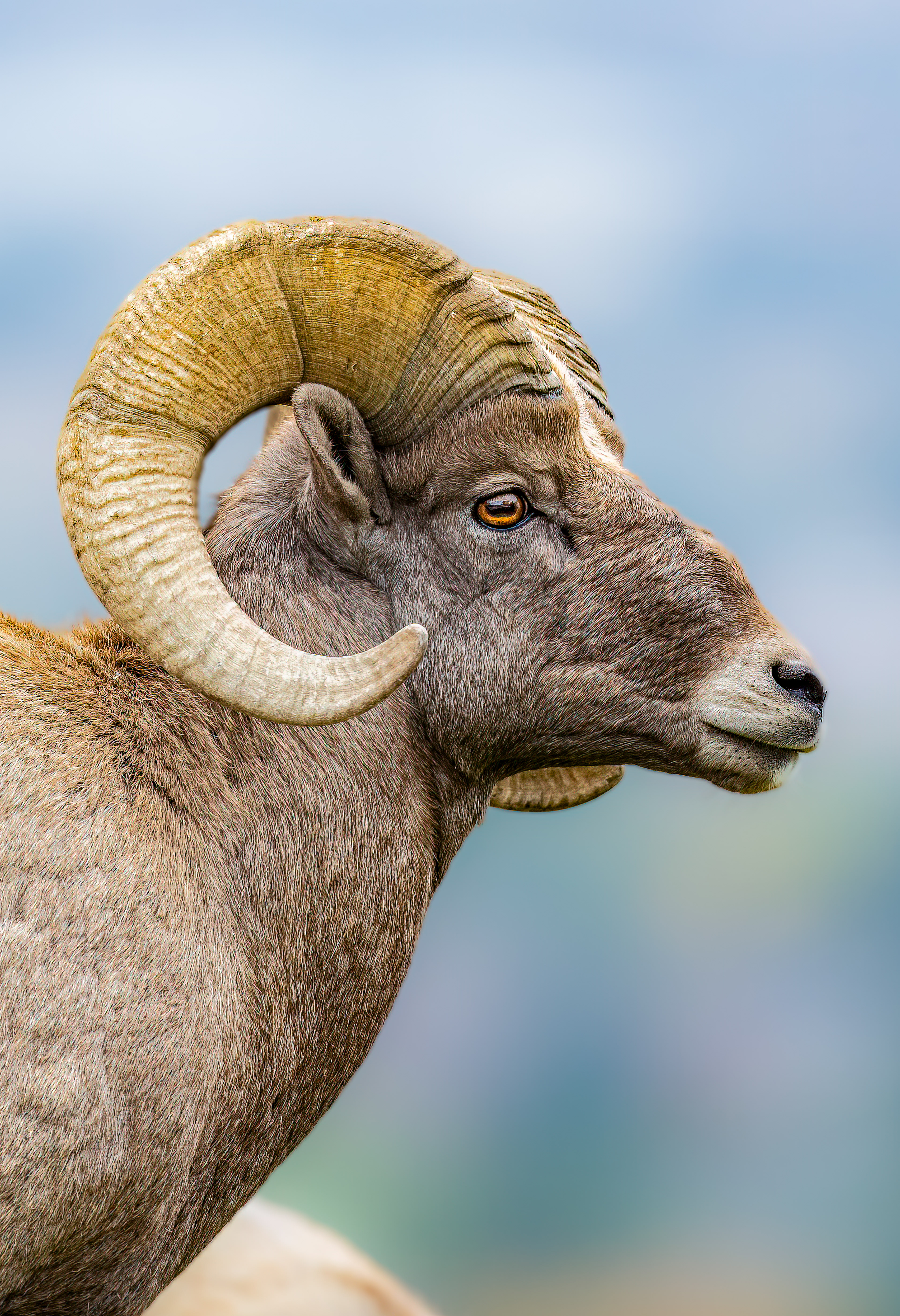 Bighorn Portrait