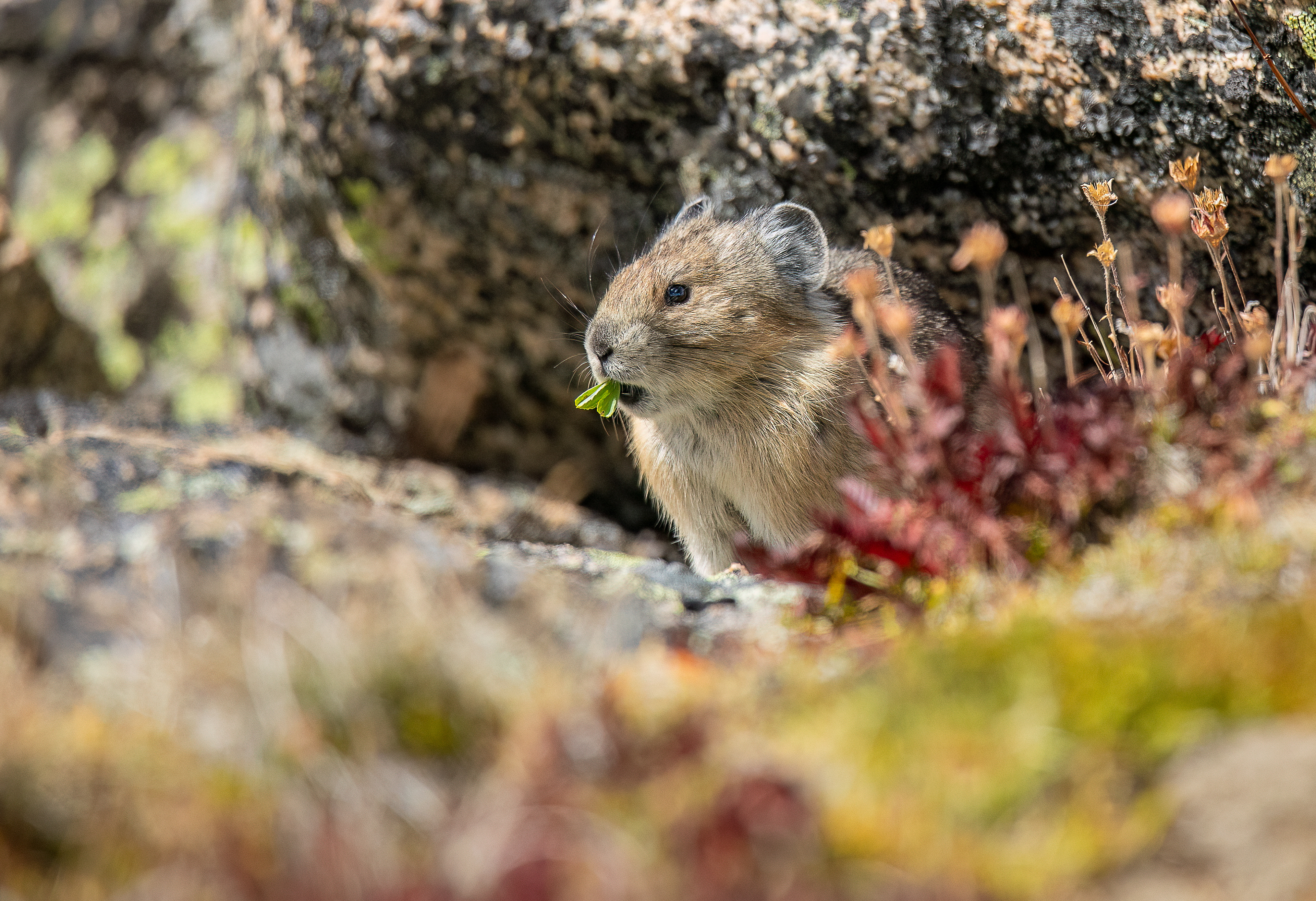 American Pika Snacking in the Rocks