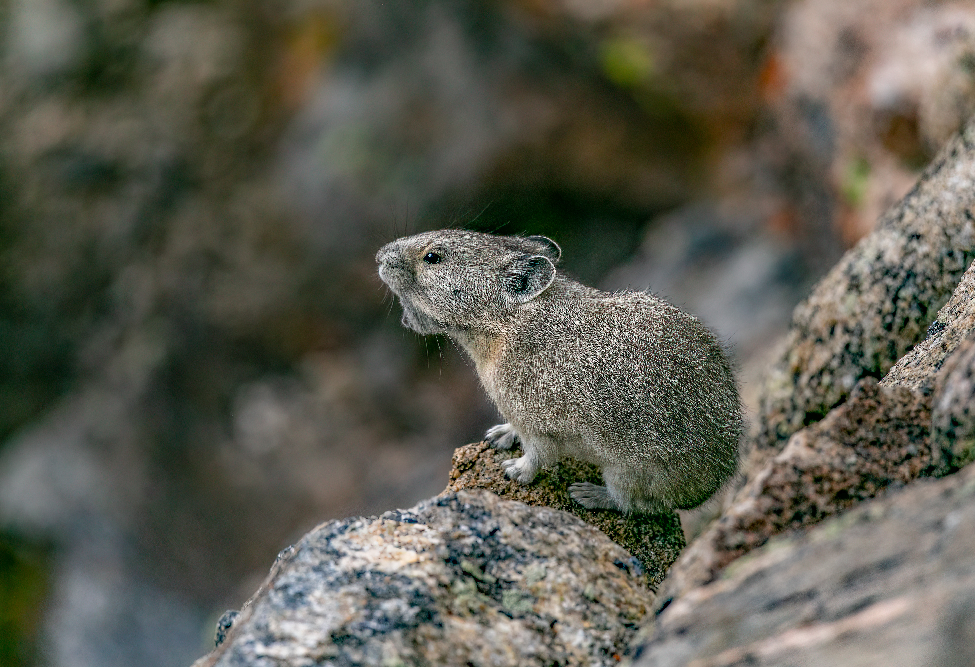 Pika Barking
