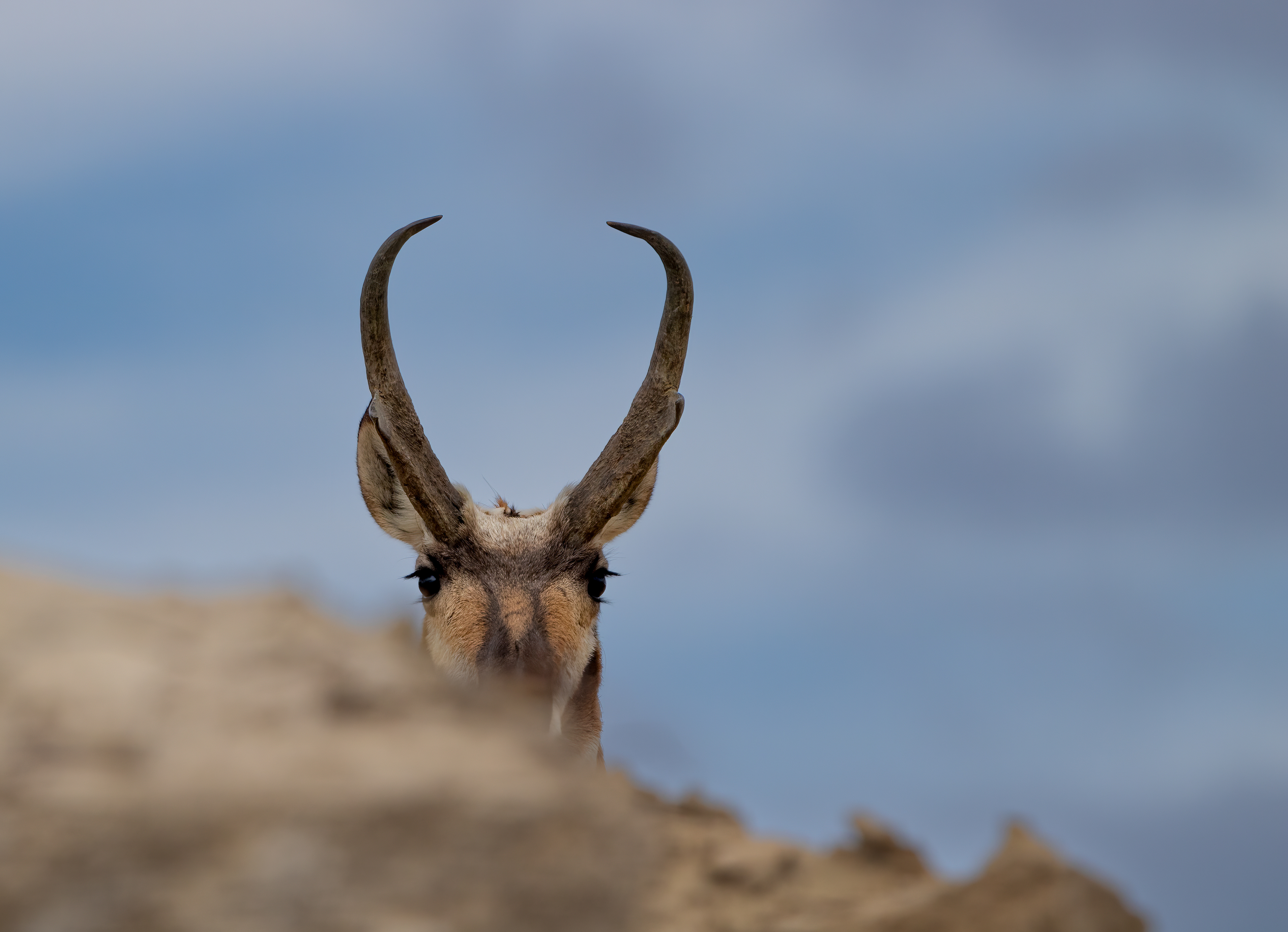 Pronghorn Peeking