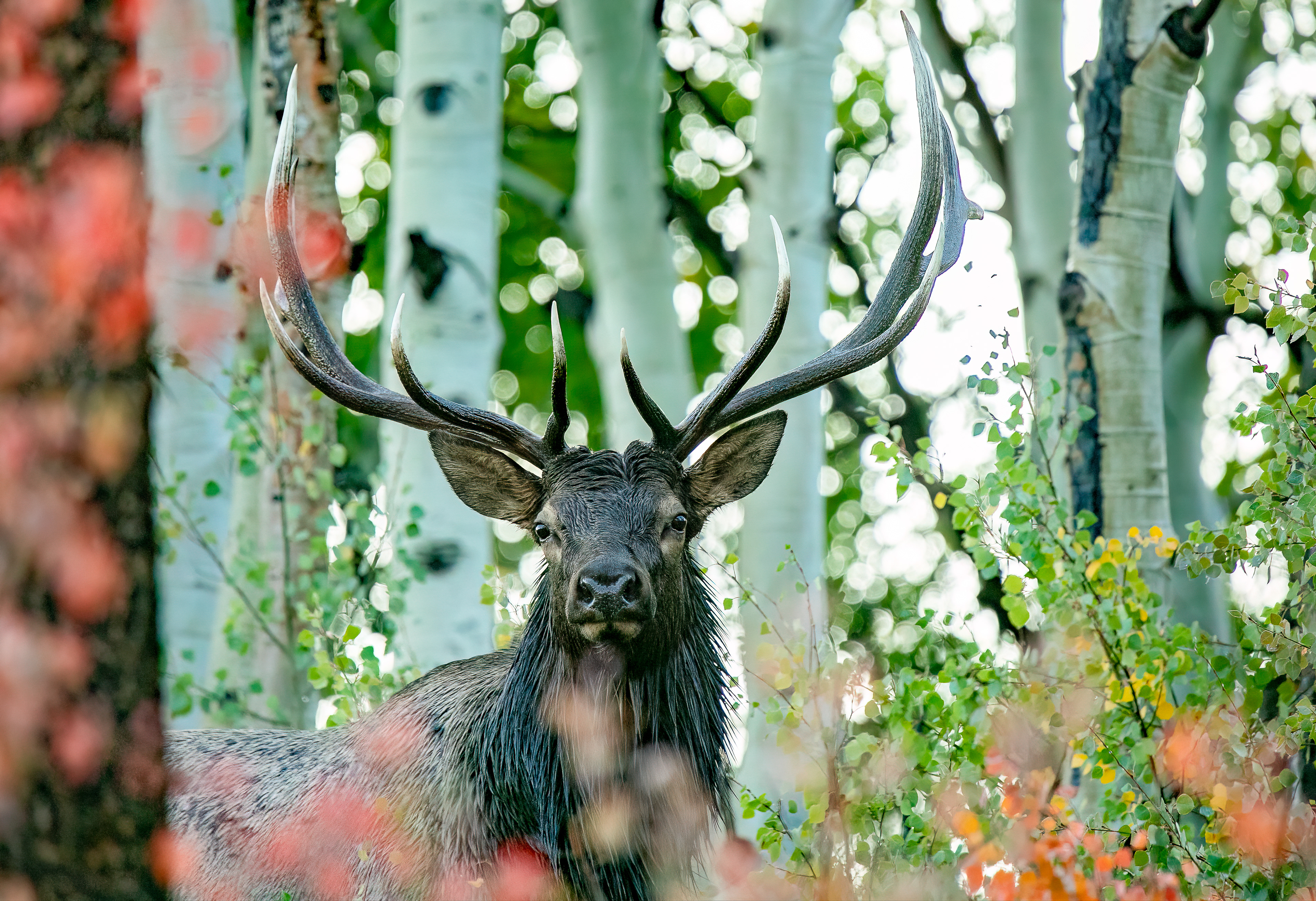 Bull Elk in a Rainy Forest