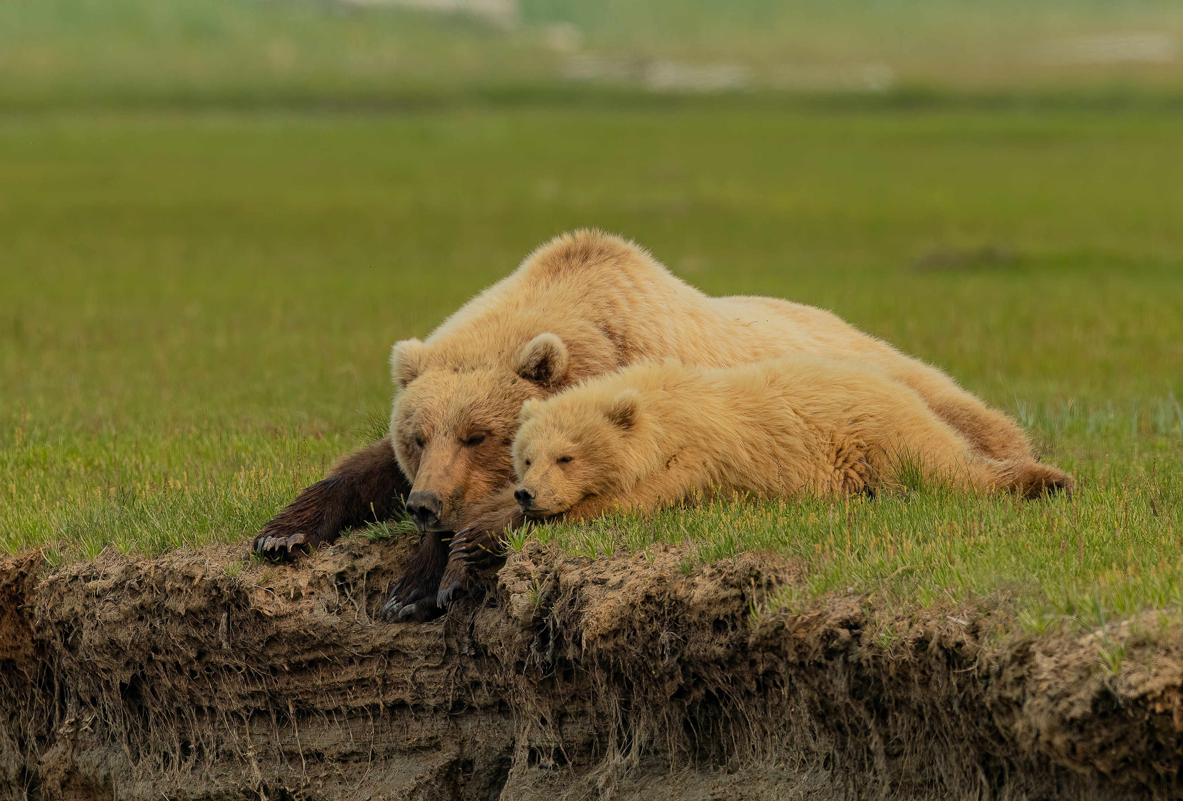 Nap Time
