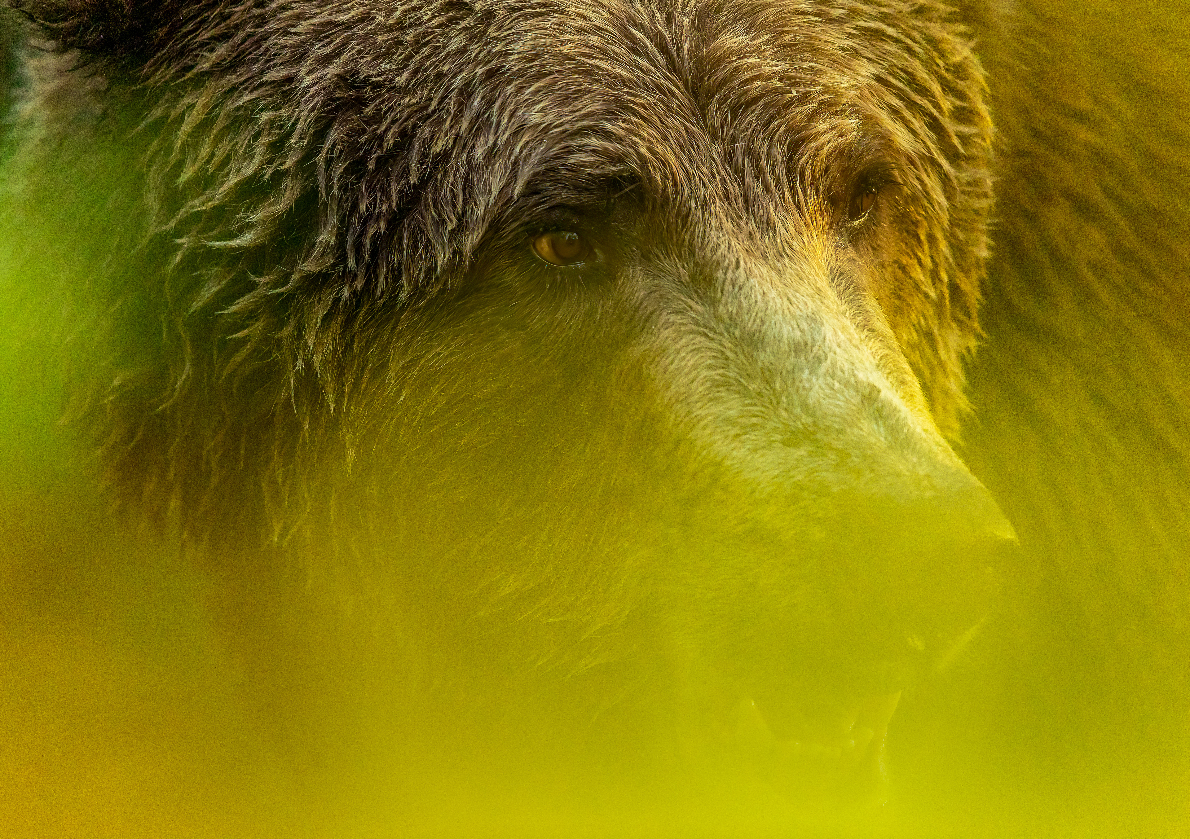 Bear in the Brush