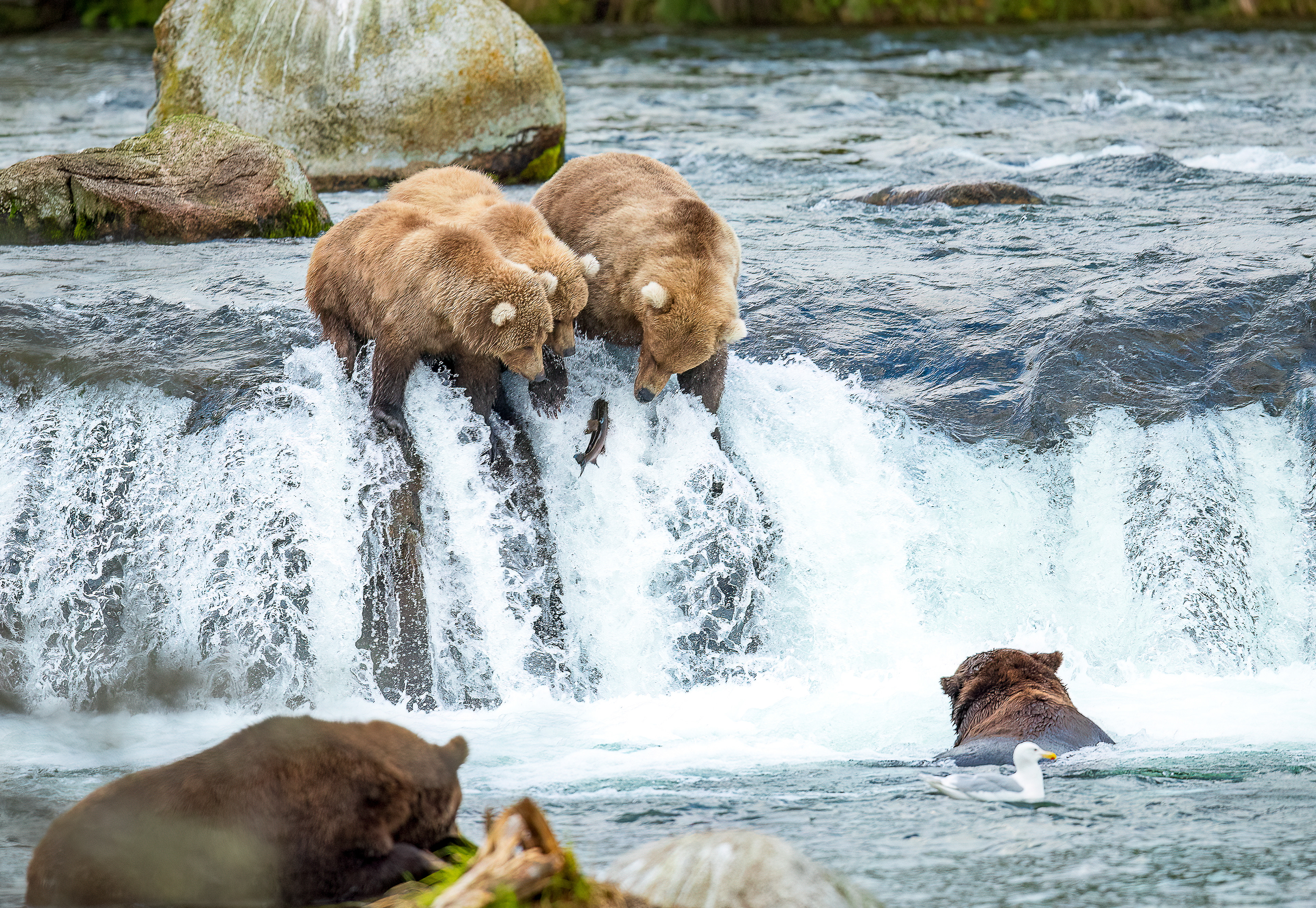 Learning to Fish