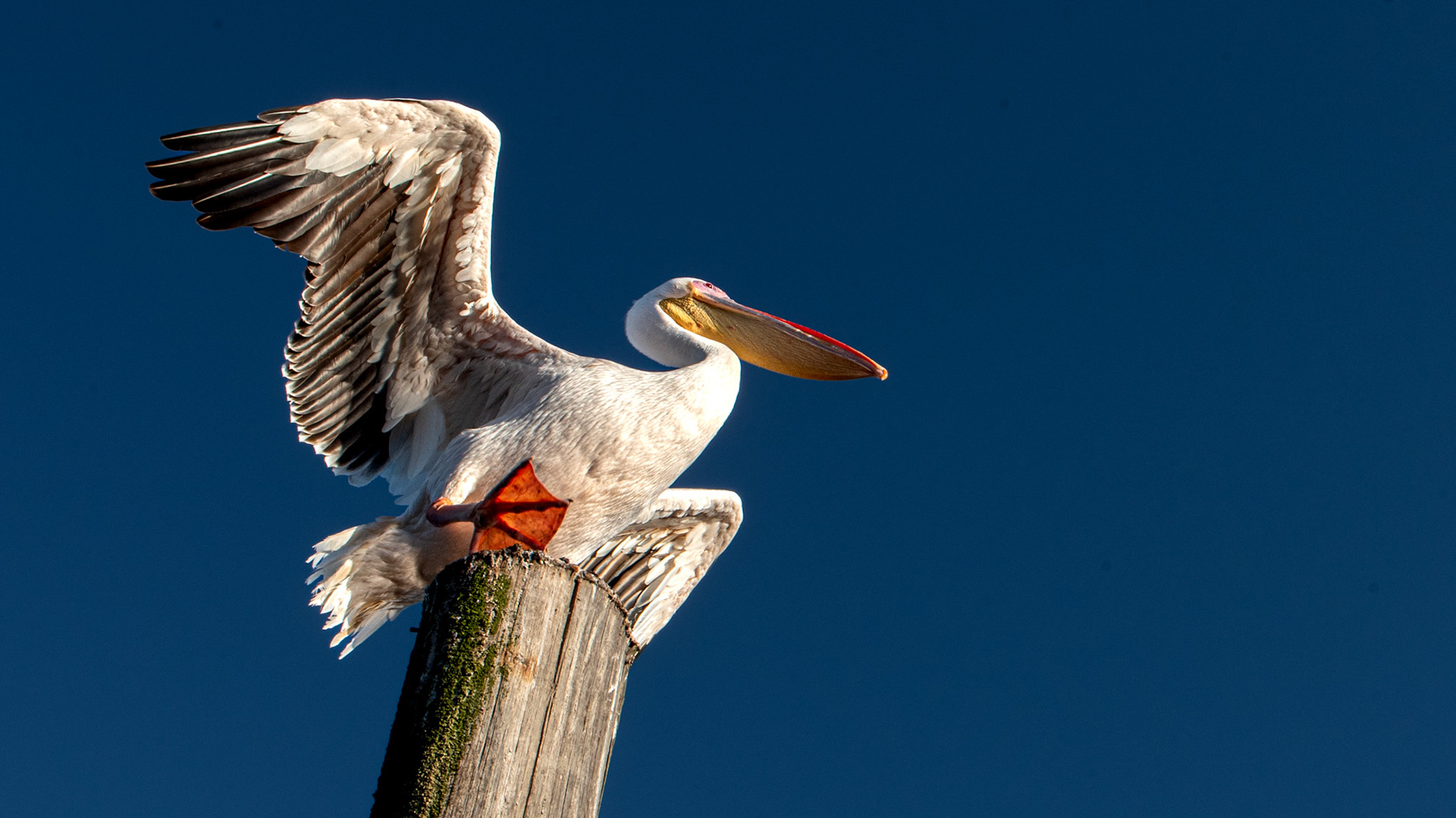 Majestic Pelican