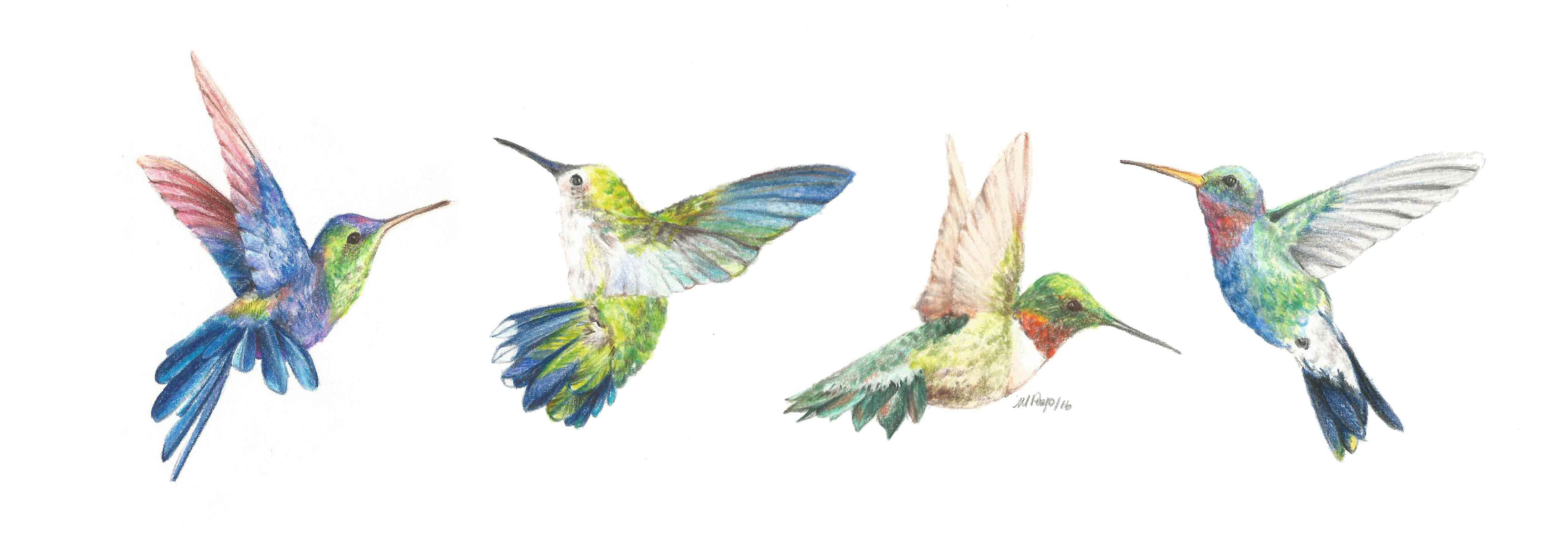 Lápices de color sobre papel · Color pencil on paper 25 x 15 cms.  2017