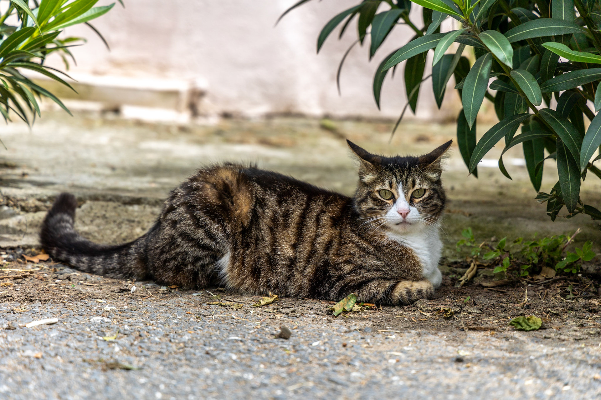 Another Turkish cat