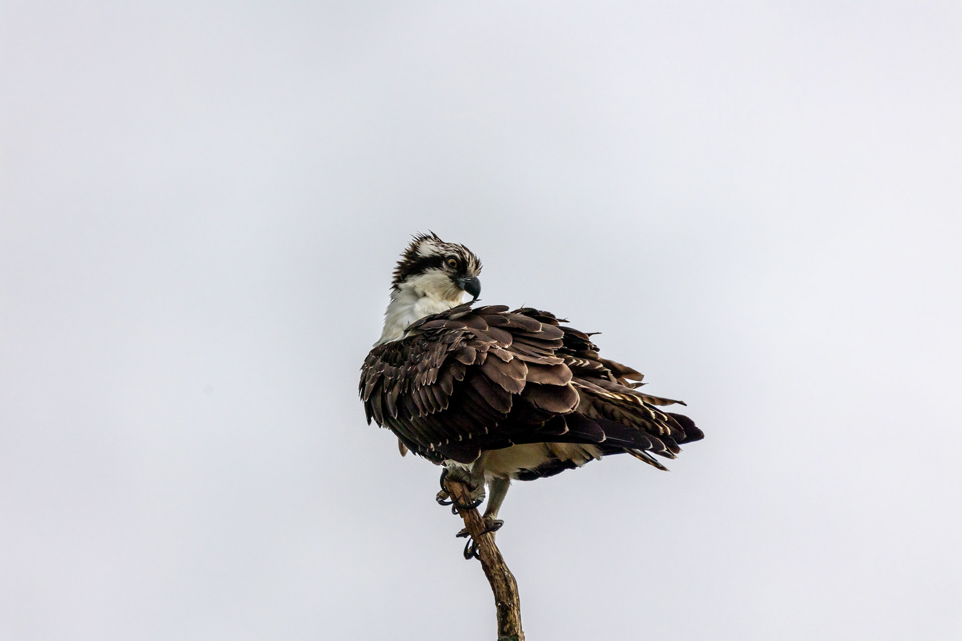 Osprey off the coast of NJ