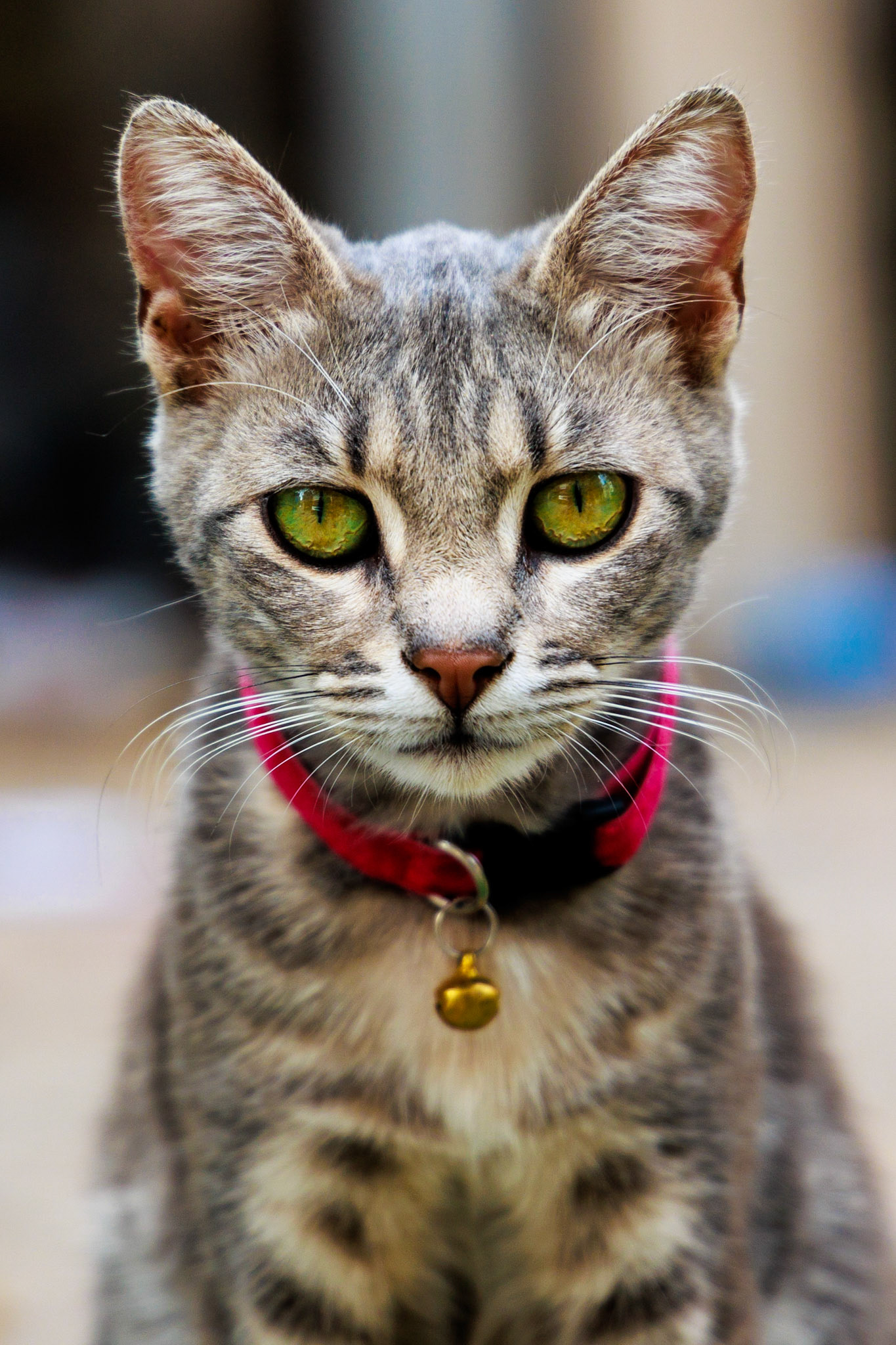 A cat of Istanbul