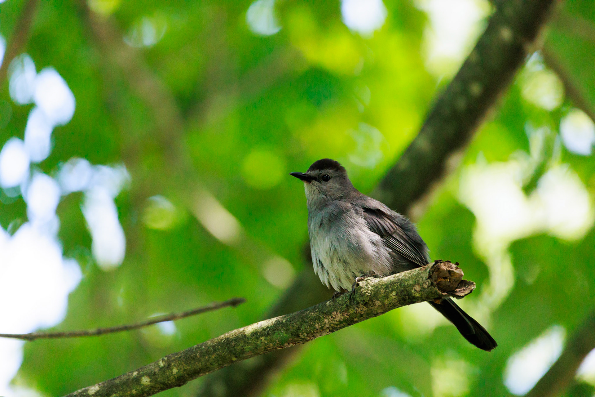 Gray catbird