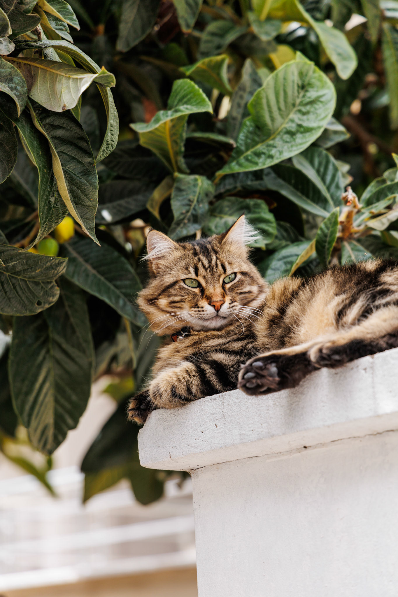Cat in Heybeliada